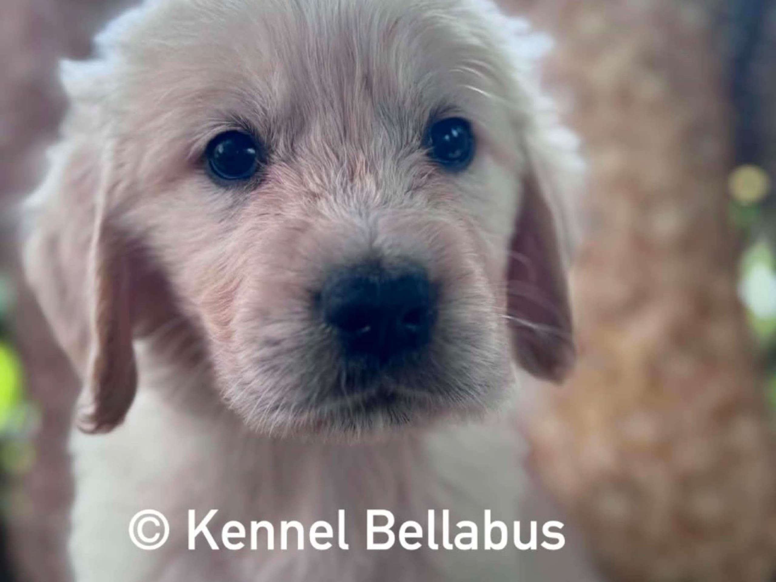 Golden retriever · Hökerum · Bellabus