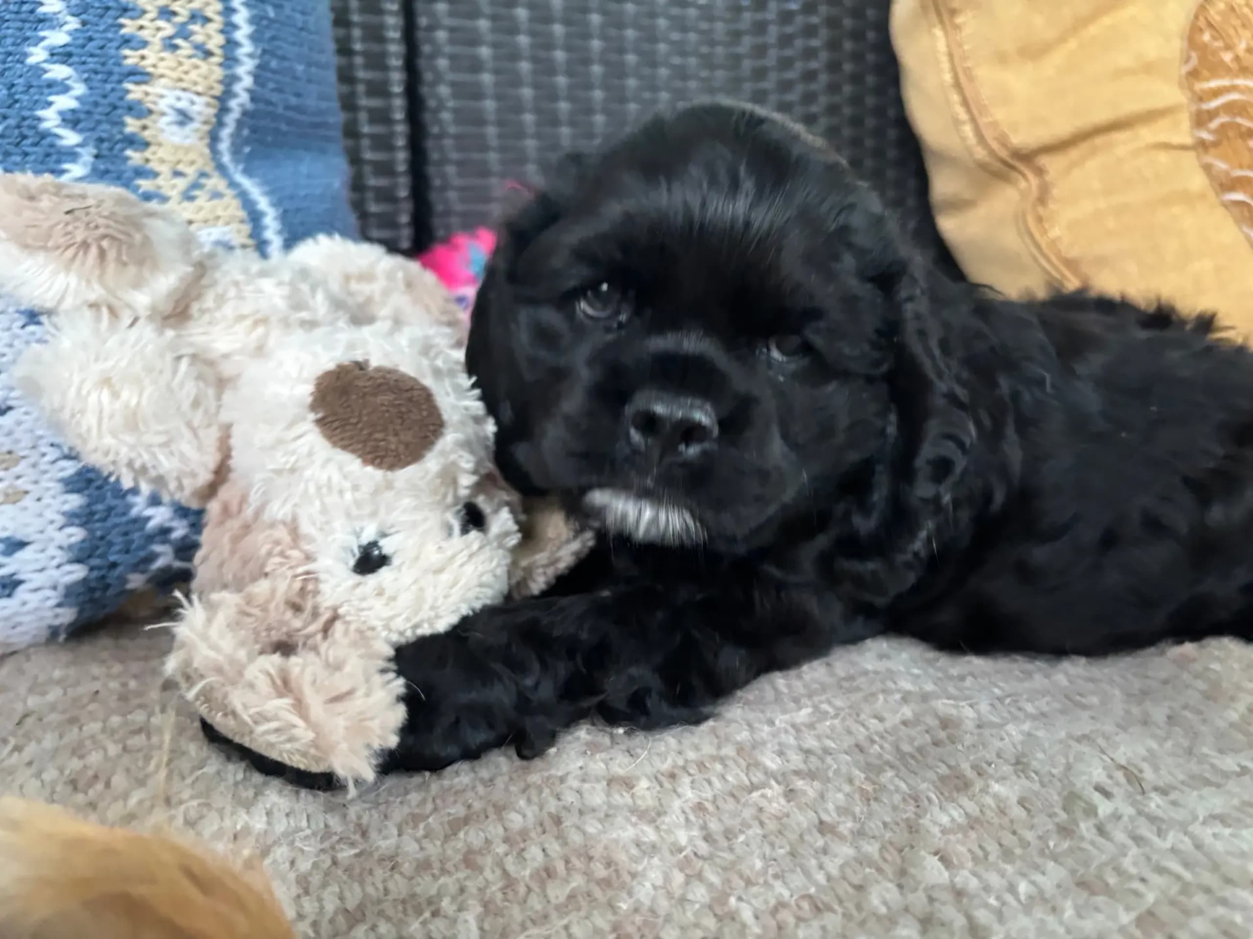 Amerikansk cocker spaniel · Auli · Sanichaya Sonsri