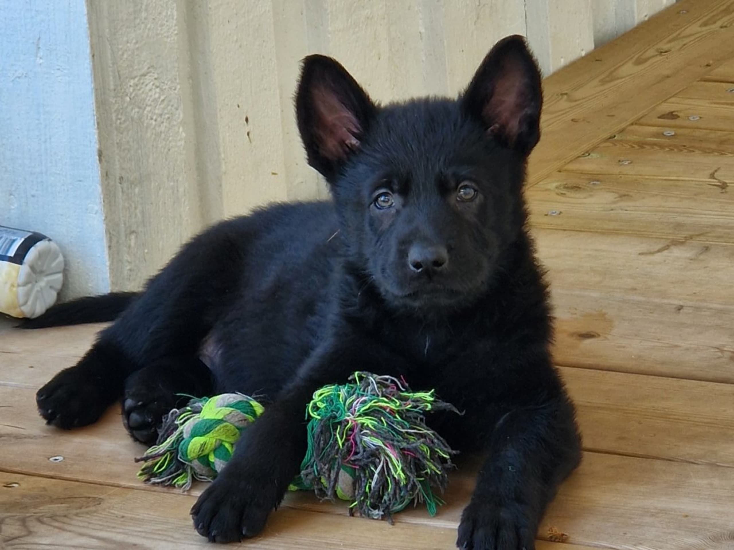 Tysk Schäferhund · Motala · Wezenhof's Kennel