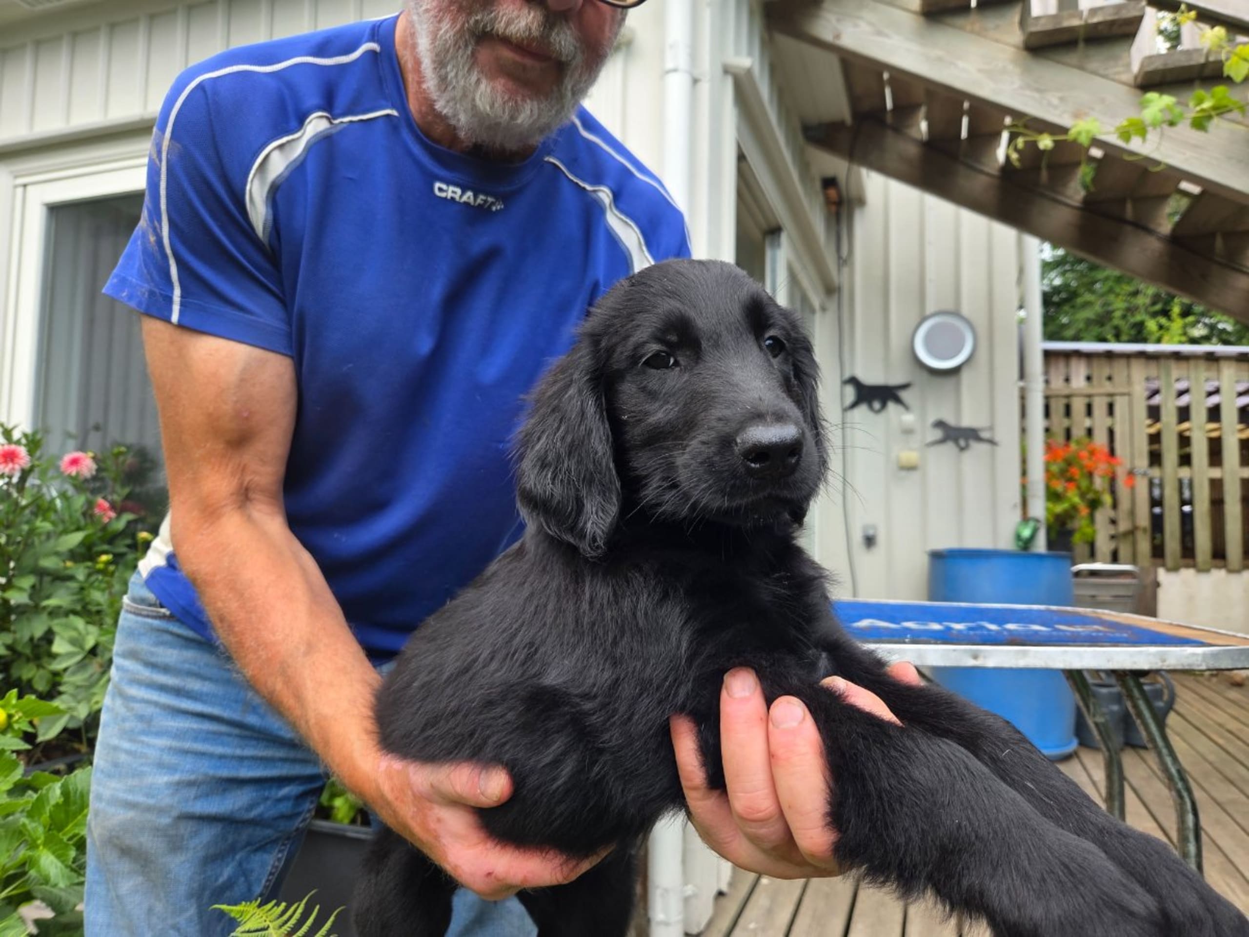 Flatcoated retriever · Hunnebostrand · Inspirations