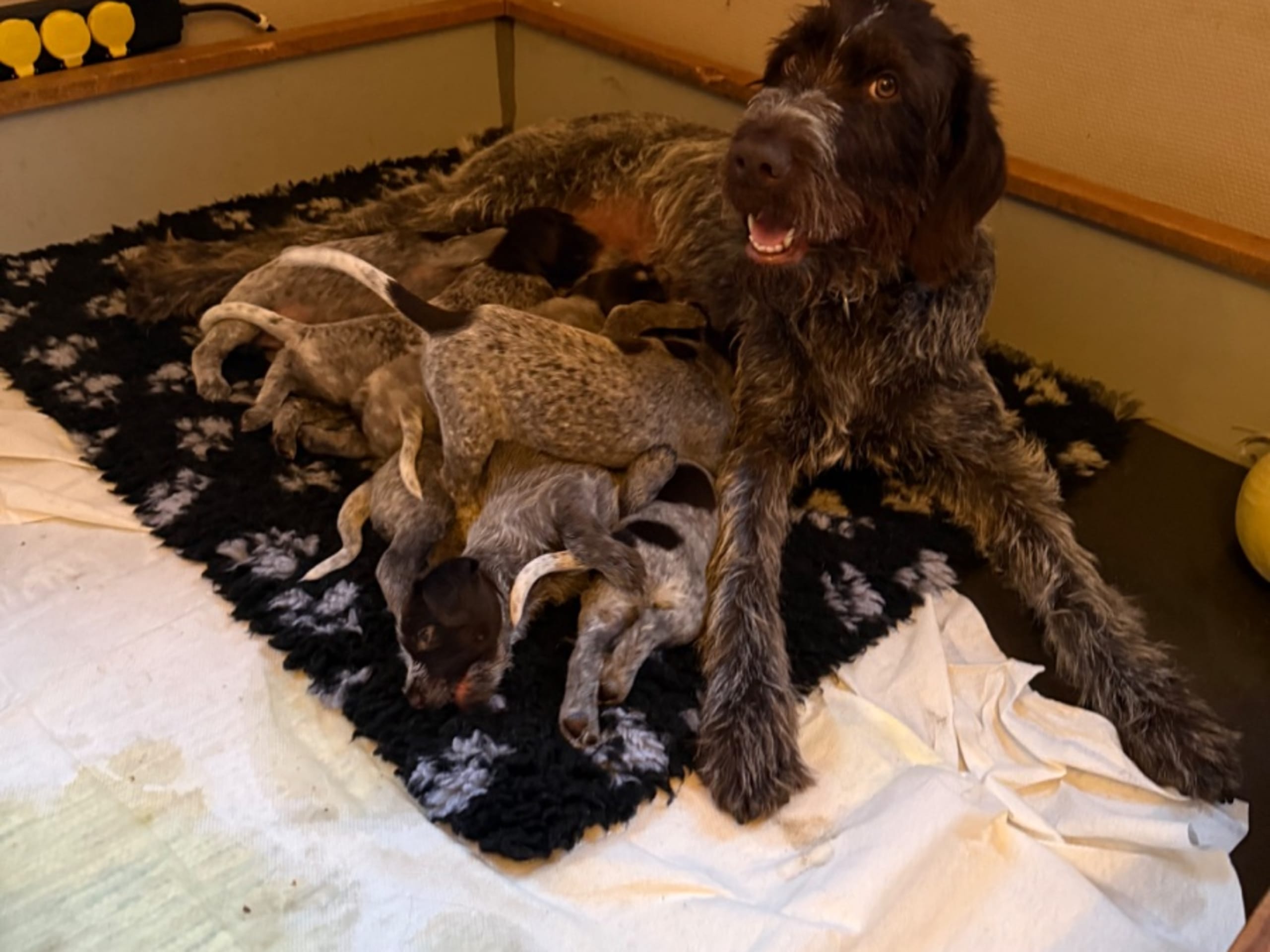 German Shorthaired Pointer (Vorsteh) · Rimbo · Fiskeså