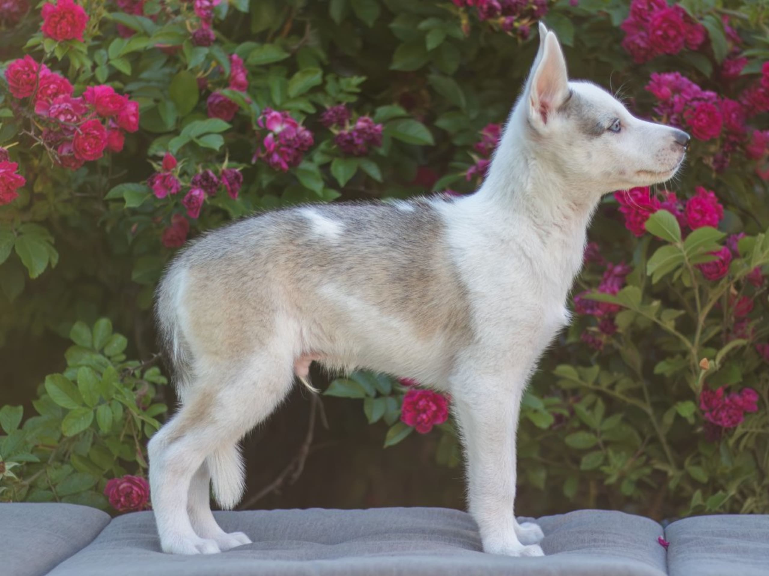 Siberian Husky · Strängnäs · Darkspell's