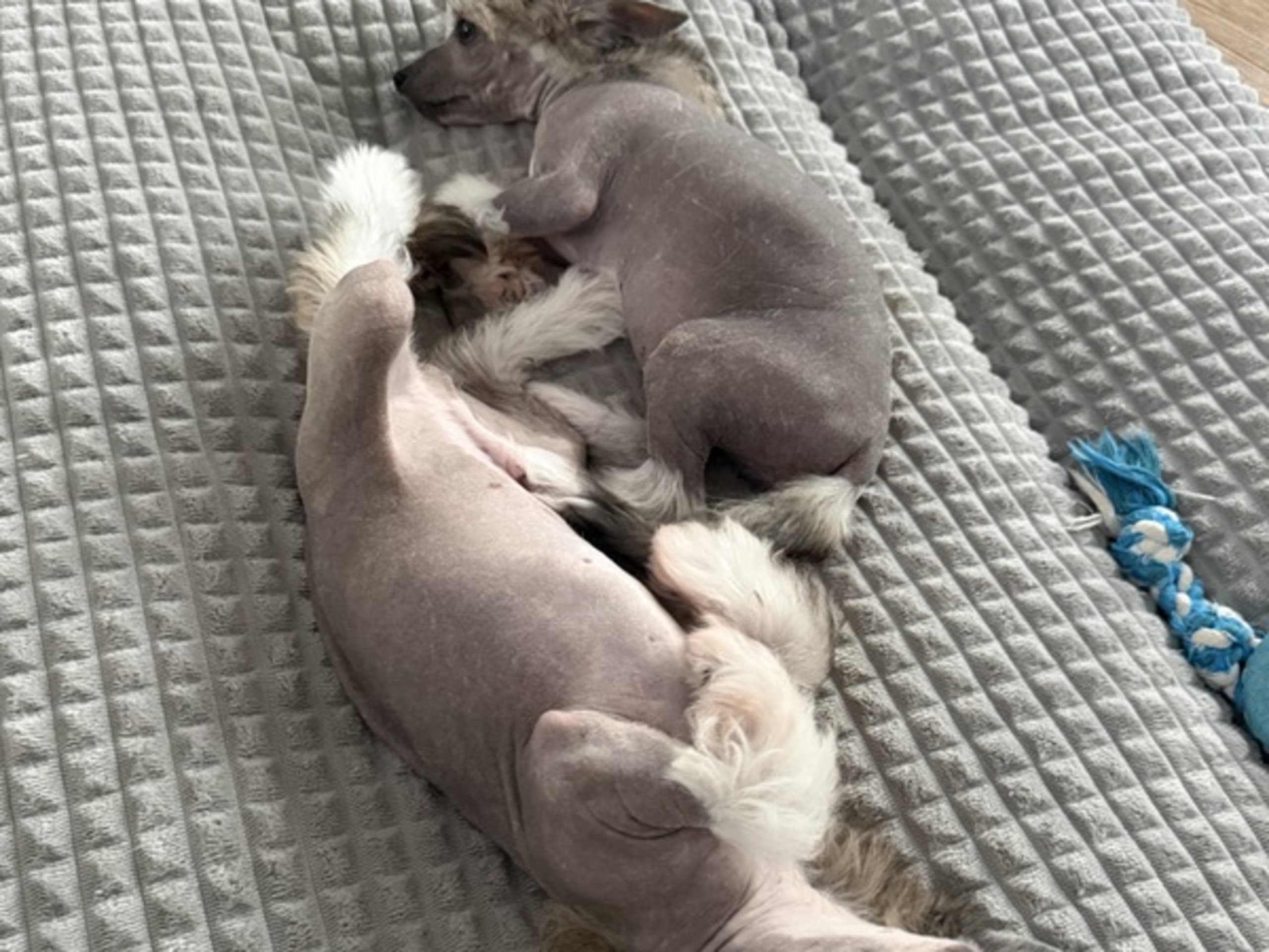 Chinese crested dog · Hornsyld · Leed's Infinity