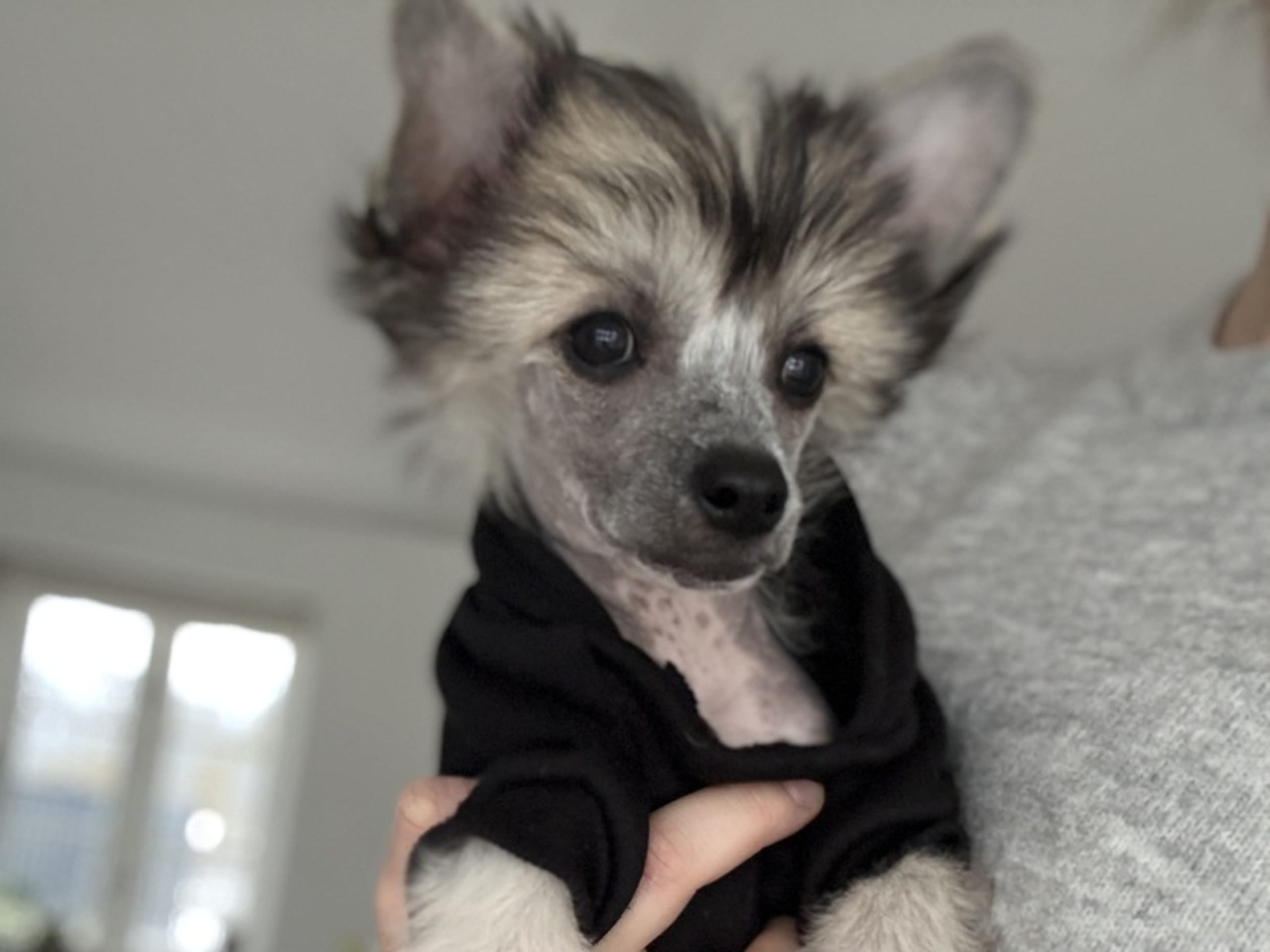 Chinese crested dog · Hornsyld · Leed's Infinity