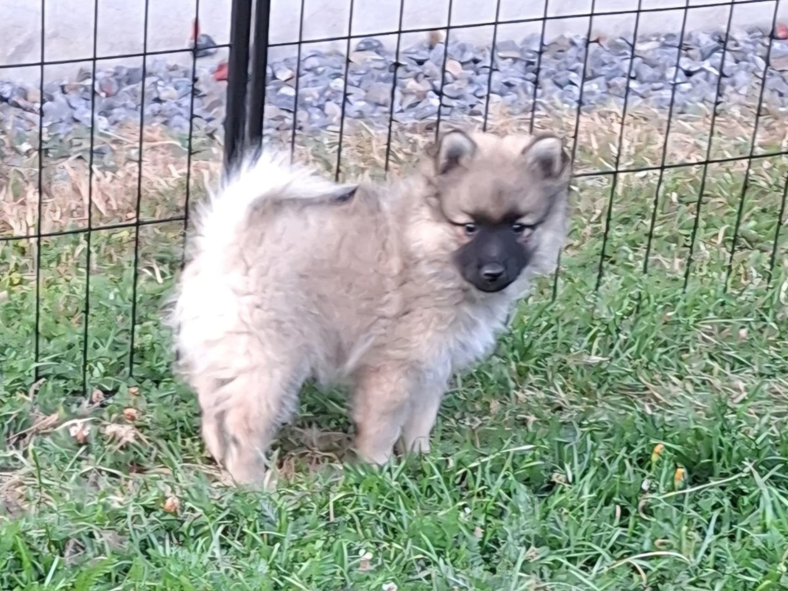 German Spitz – Mittelspitz · Klässbol · Fairdogs