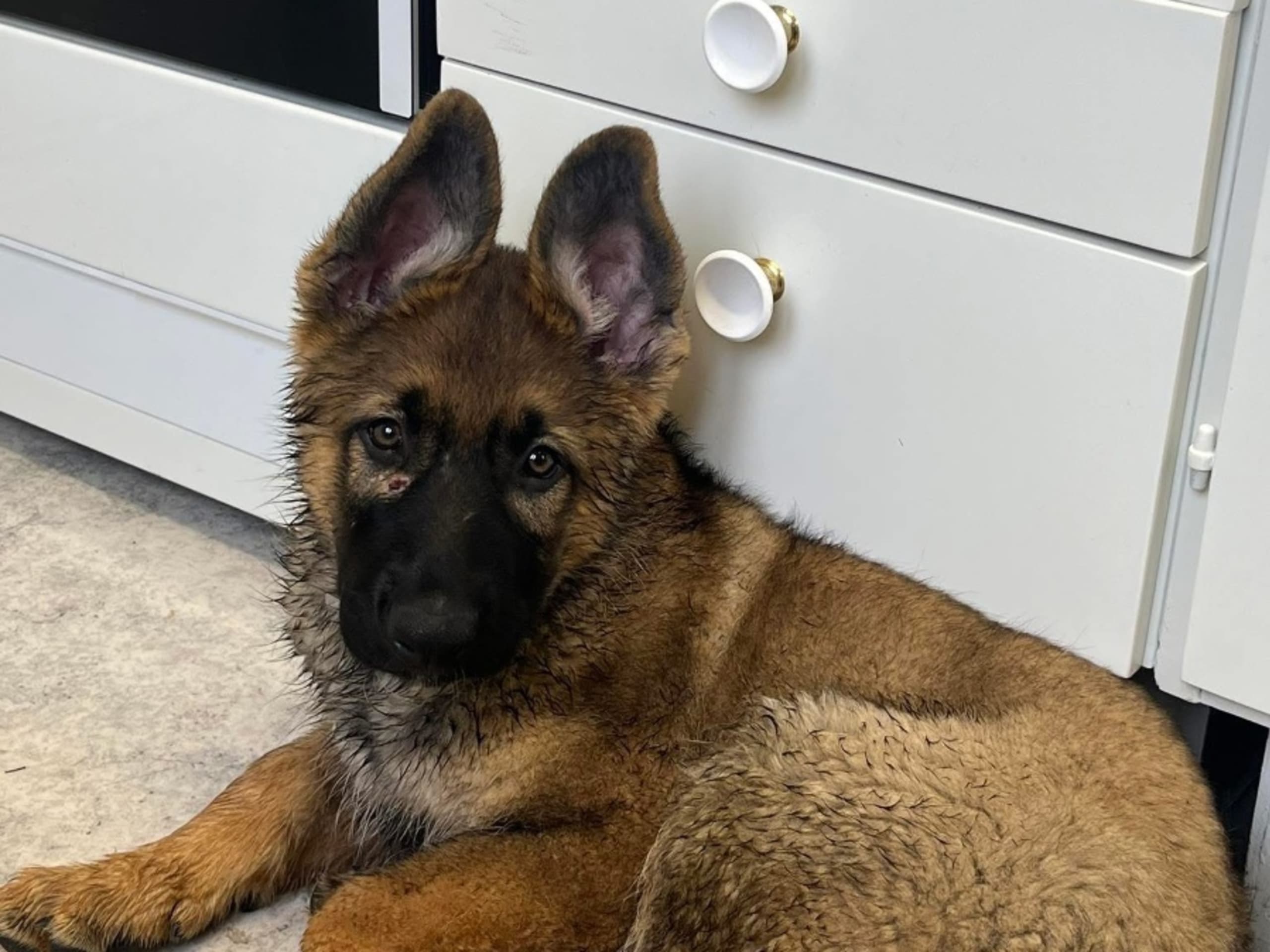 Tysk Schäferhund · Lyrestad · Gillzon