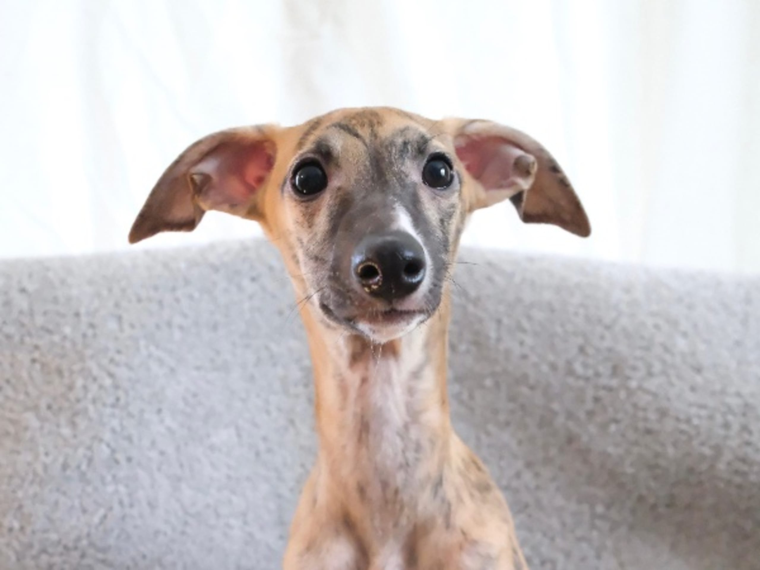 Whippet