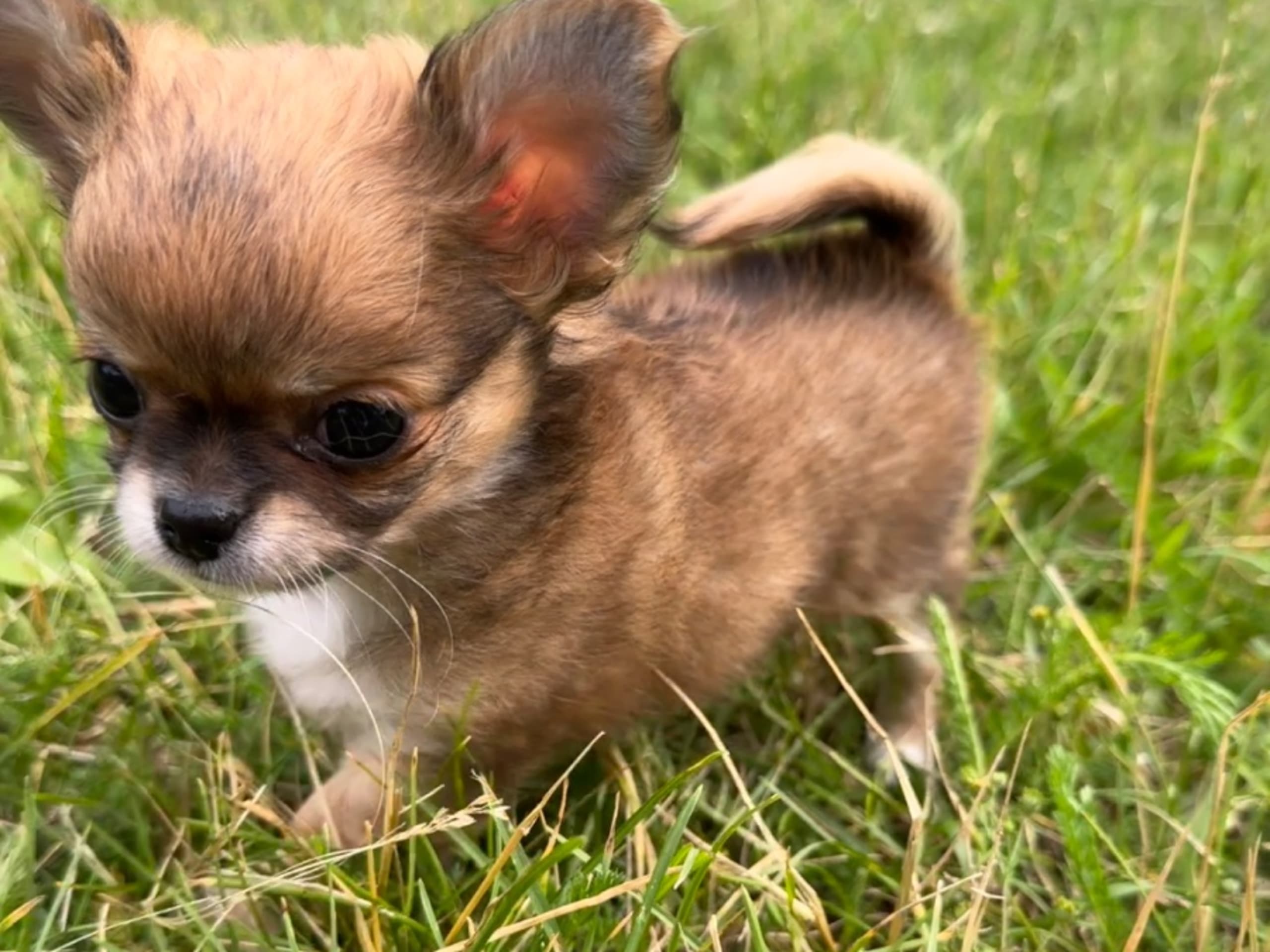 Chihuahua · Sundbyberg · Chizabella