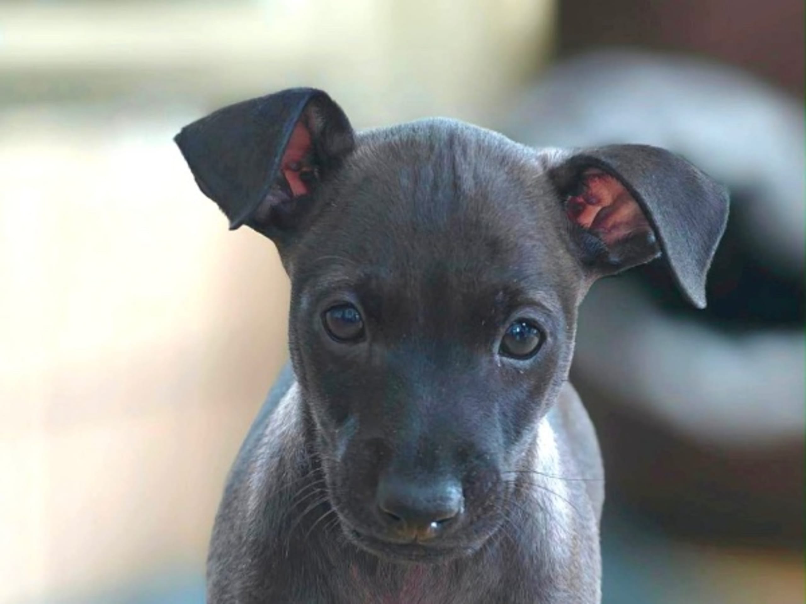 Italian Greyhound · Björklinge · Nuvoloso