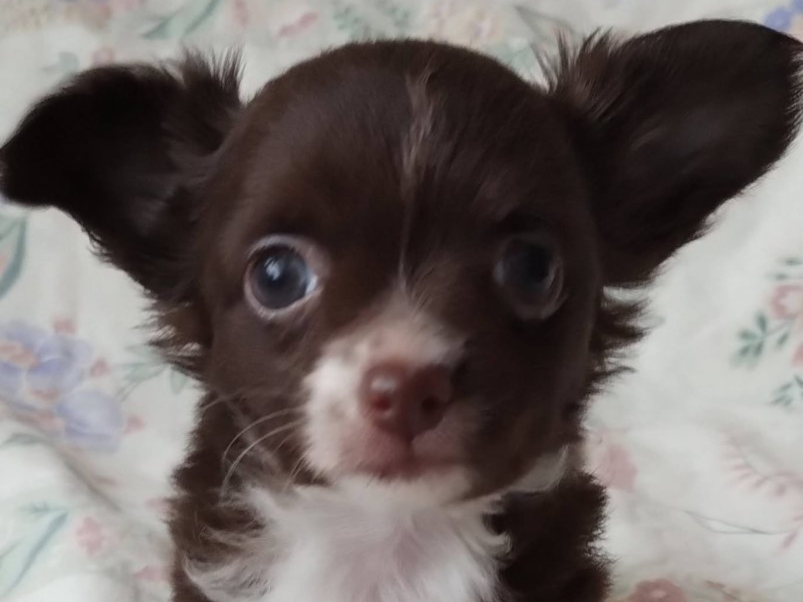 Chihuahua · Huddinge · Chi's Unique