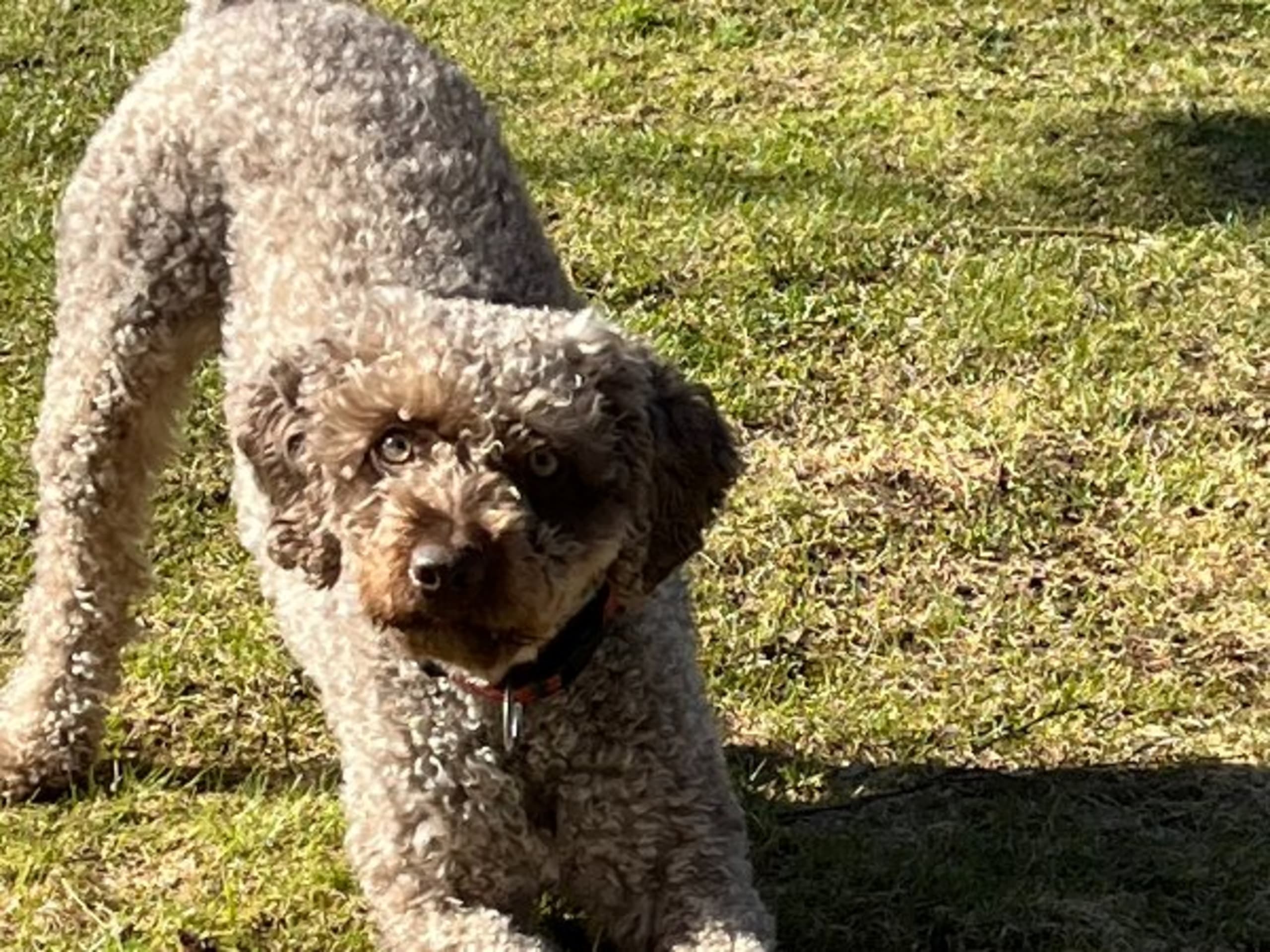 Spansk vannhund · VARNHEM · GYLLENE HOPPETS
