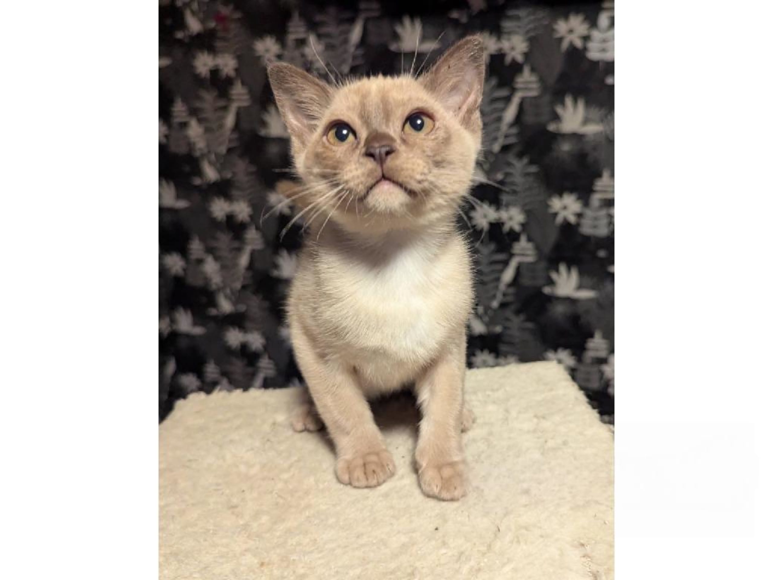 Burma (Sacred Birman) · Hjärup · S*Piapizzi's