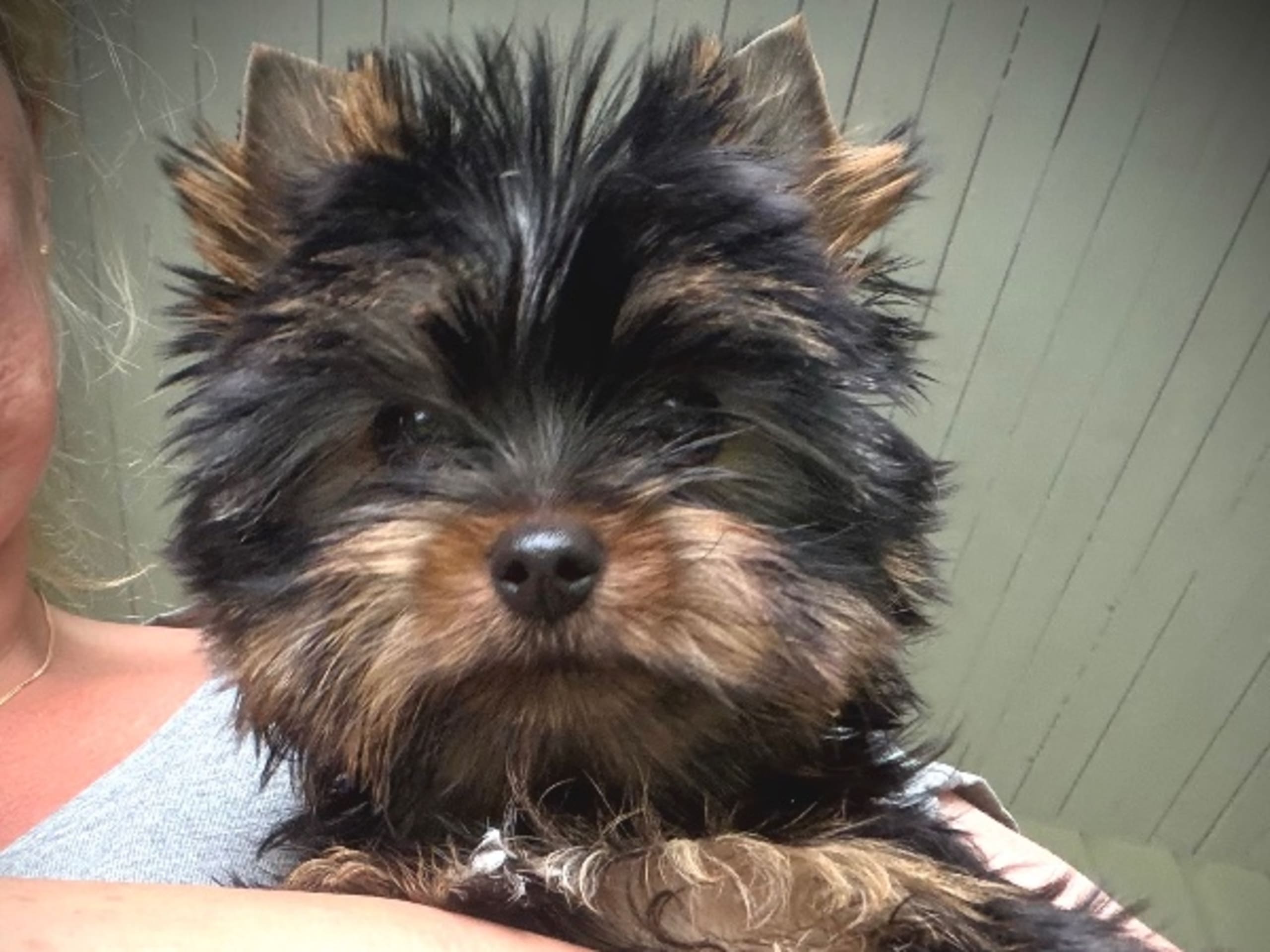 Yorkshire Terrier · Årjäng · Bokellas