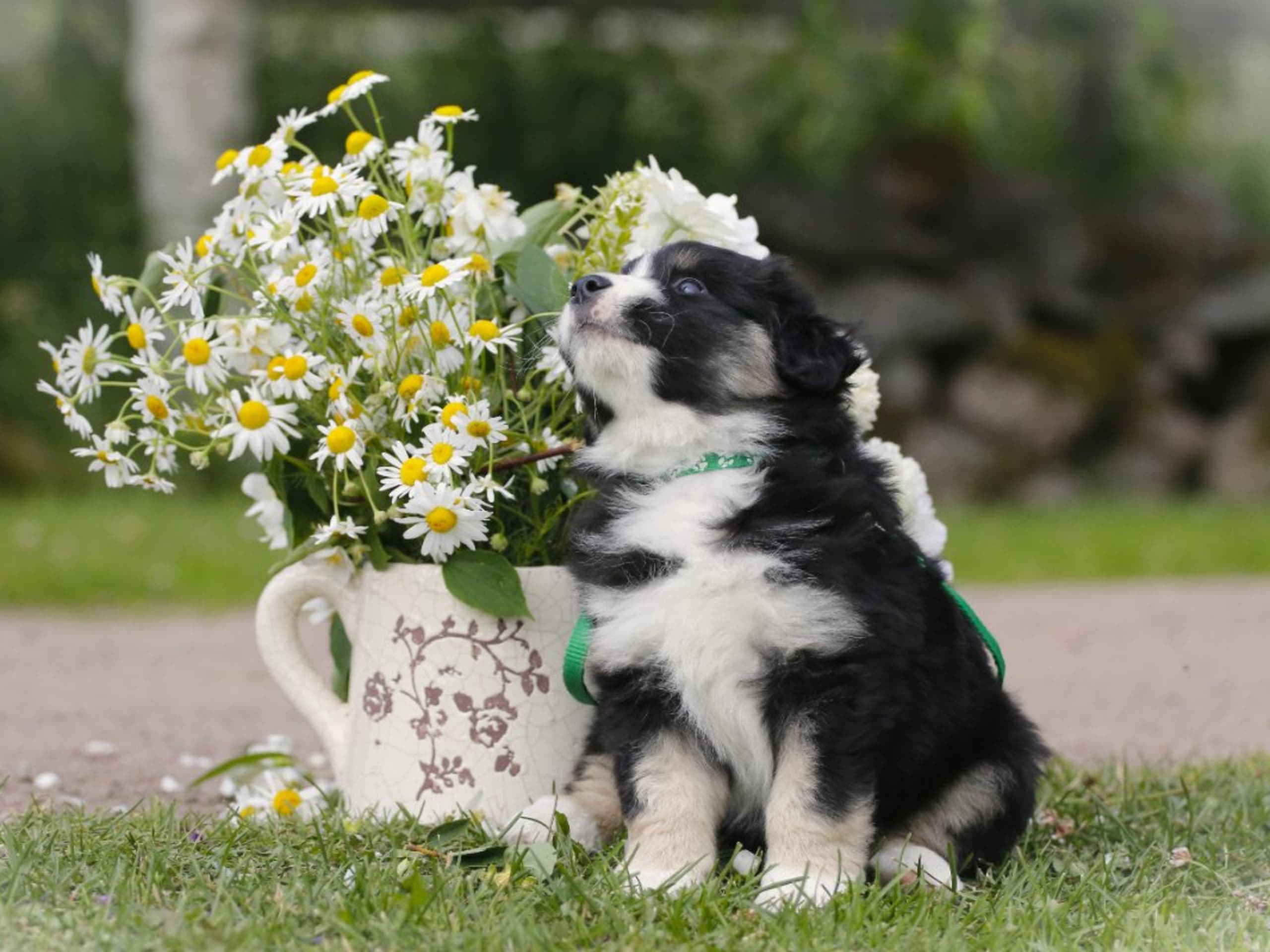 Miniature american shepherd · Hjo · Amazing Sun Fairy