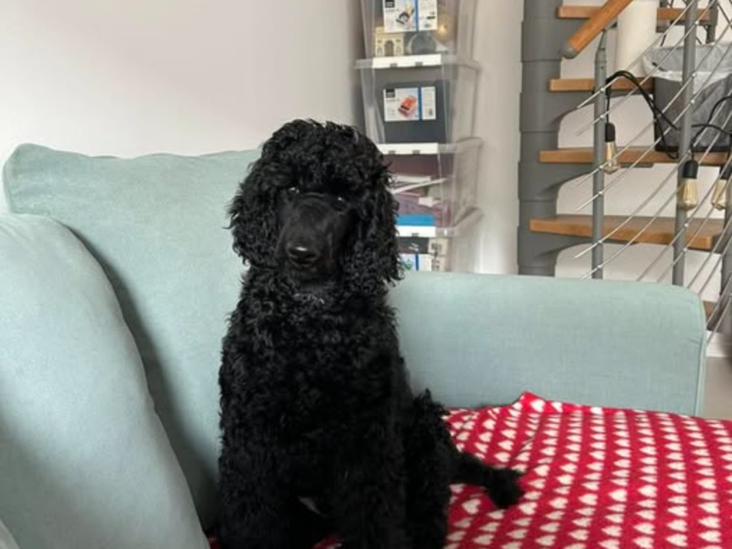 Standard Poodle · Beddingestrand · Lackö’s Kennel