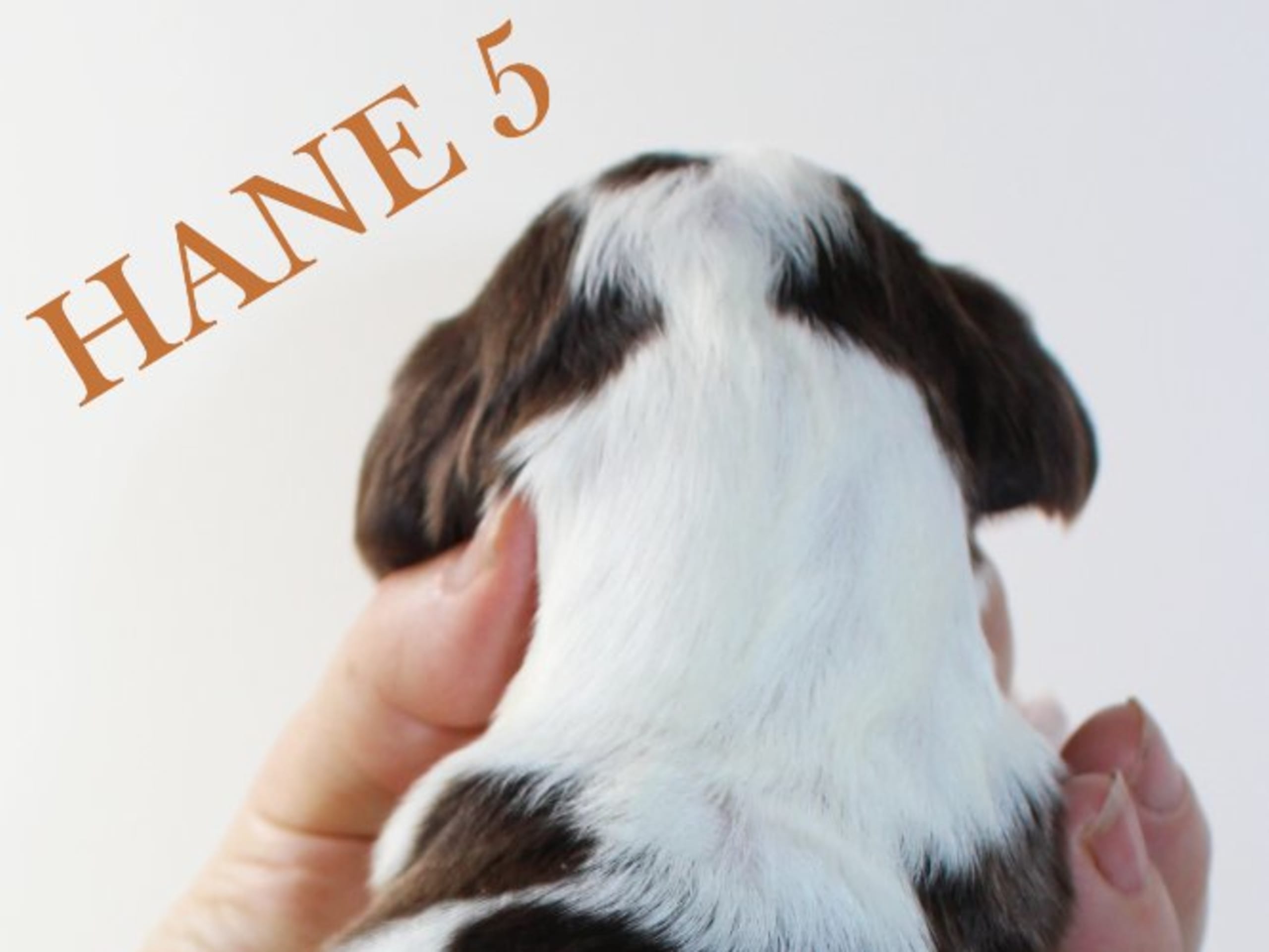 English Springer Spaniel · Uppsala · Quality Design