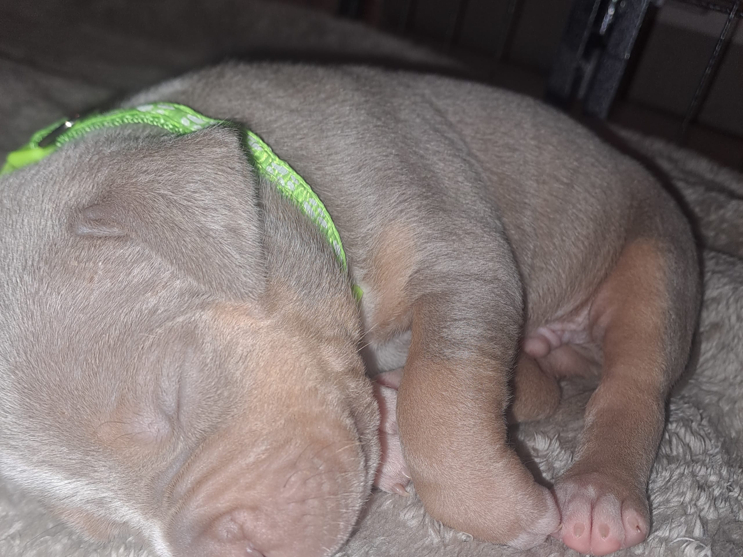 American bully · Torshälla · Emelie R.