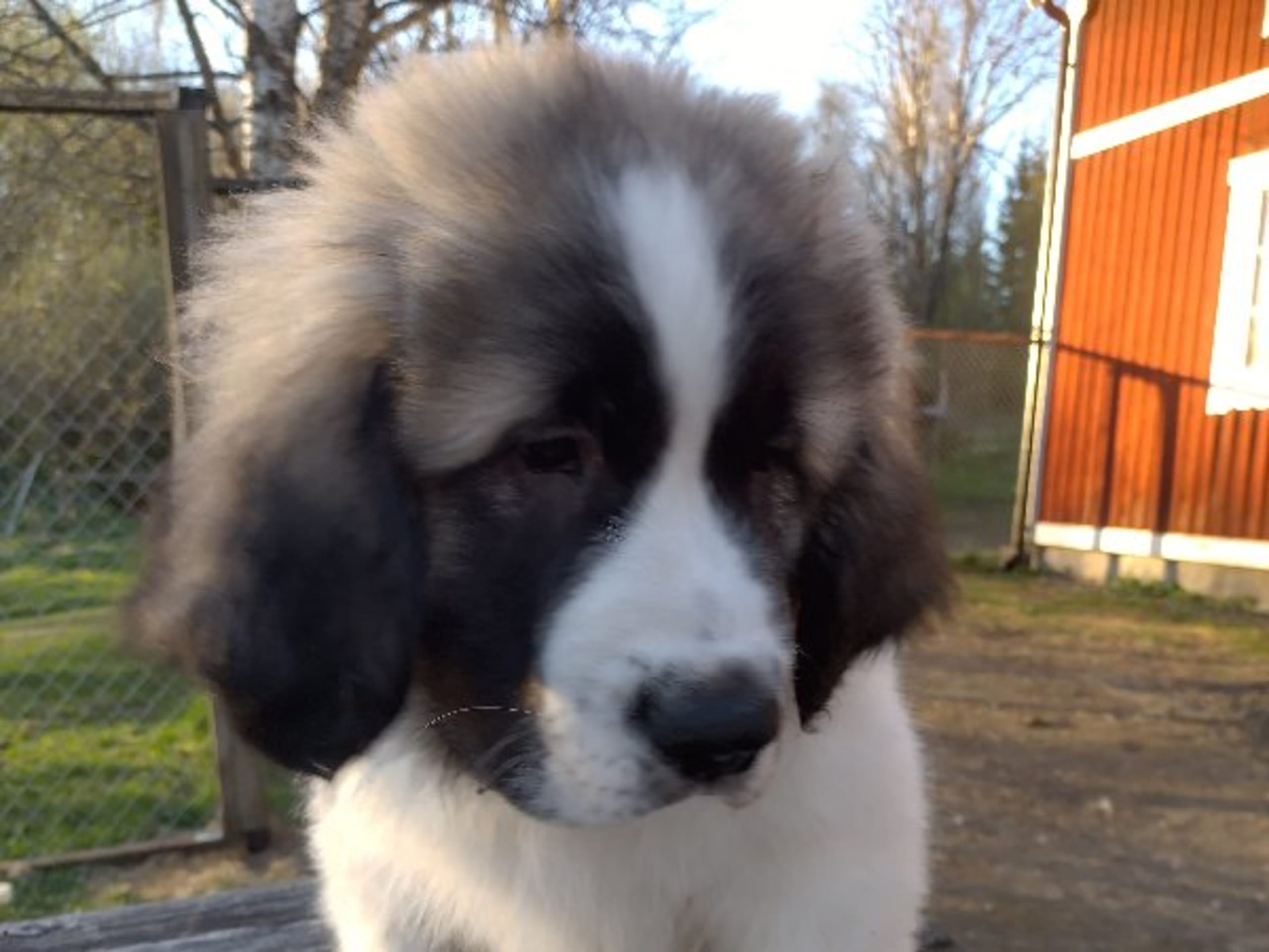 Pyrenean Mastiff · Grängesberg · Dulanilo's