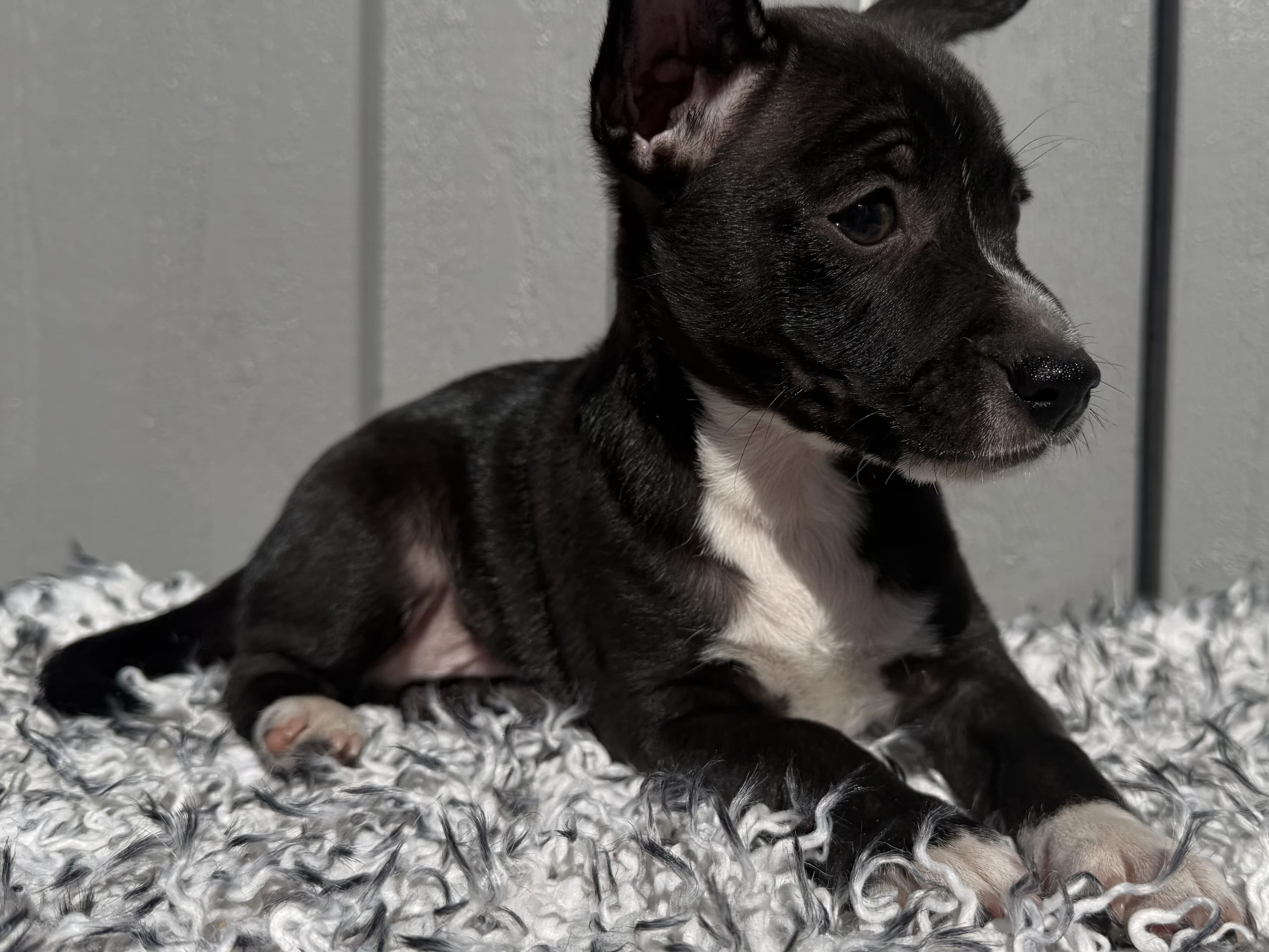 Xoloitzcuintle · åkersberga · Diamonds Of Joy
