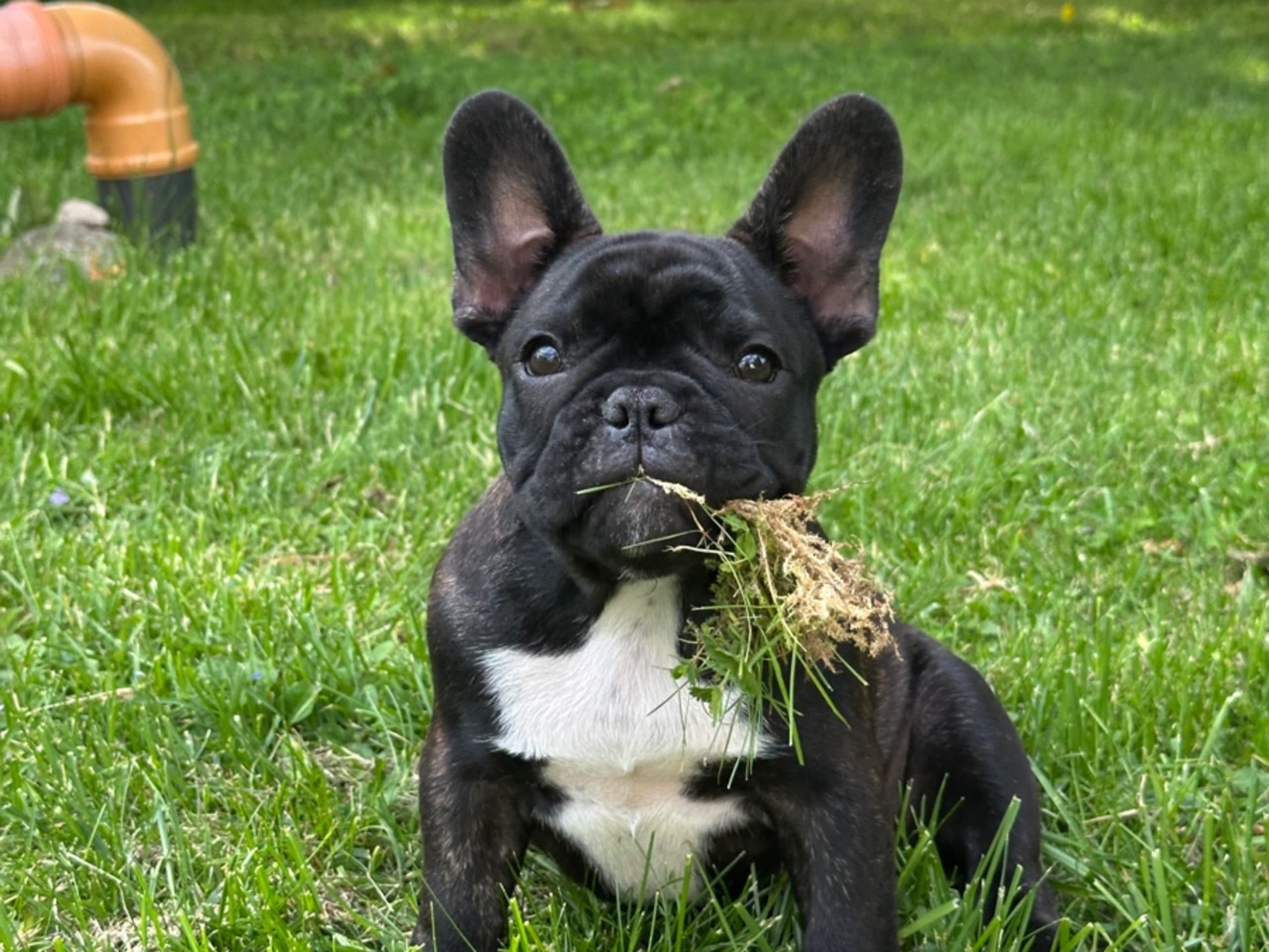 Fransk bulldogg · Bålsta · Siaöns