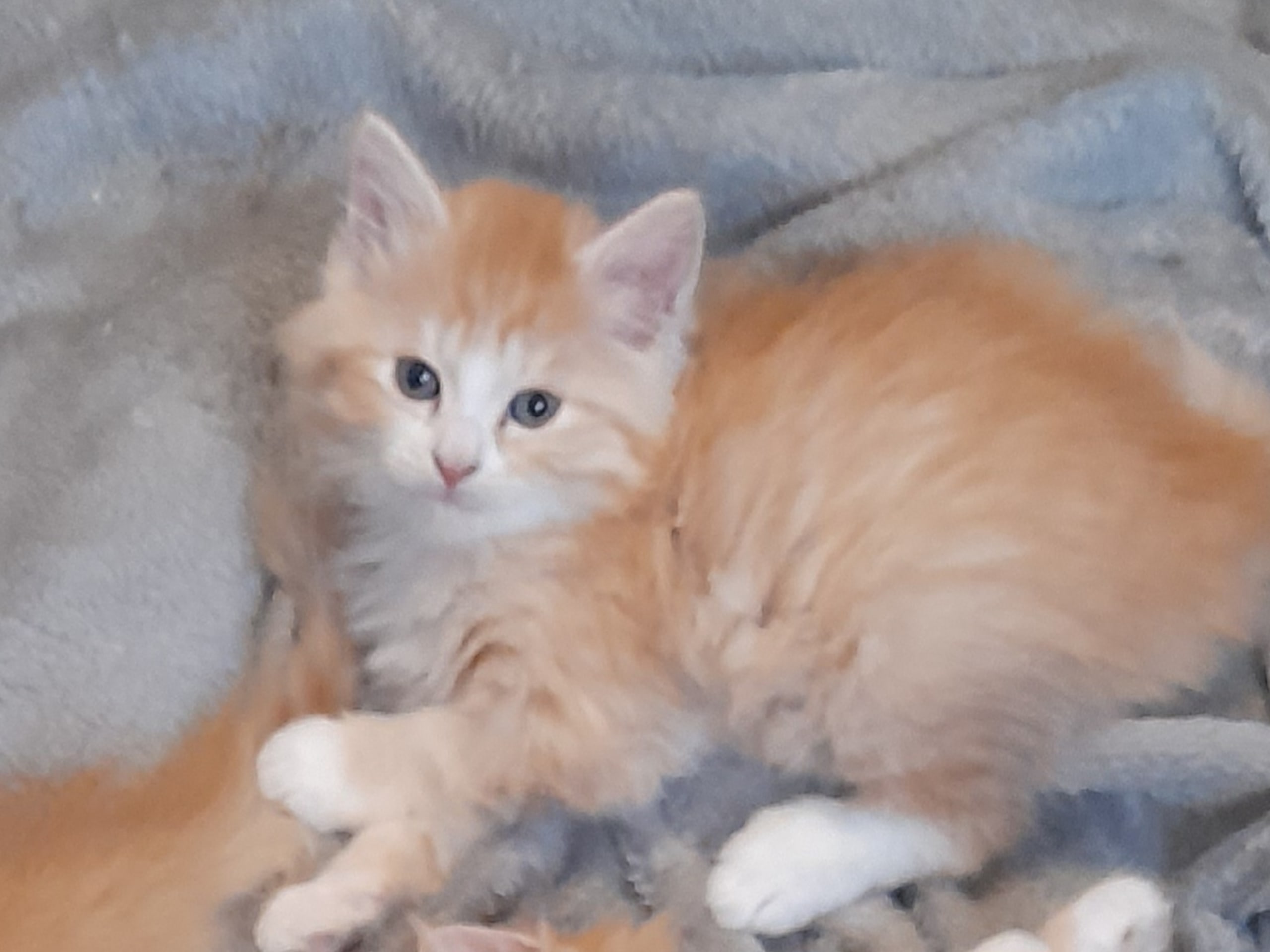 Siberian Forest · Borlänge · SnowKitten