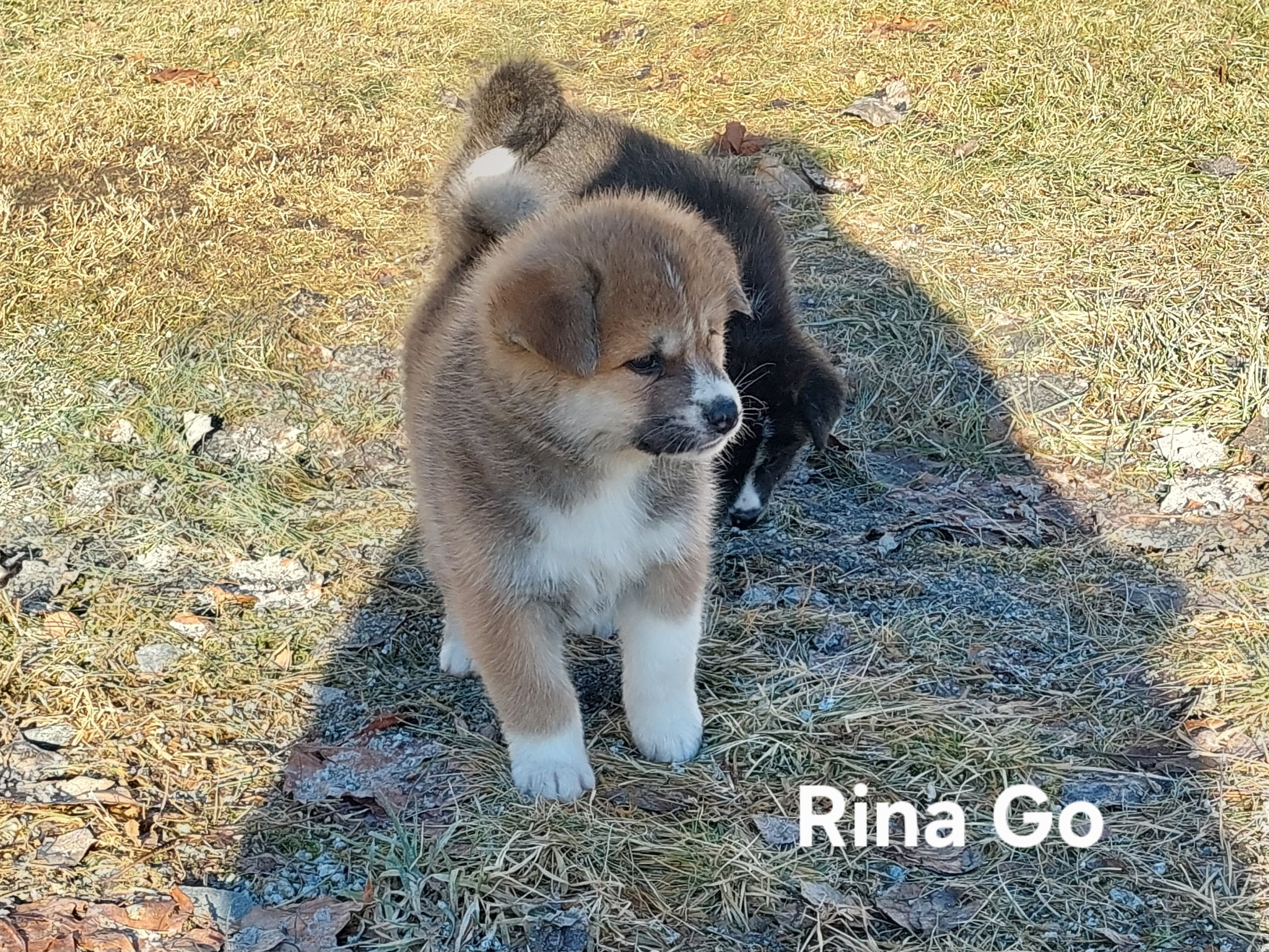 Akita Inu · Dorotea · Krayon's kennel