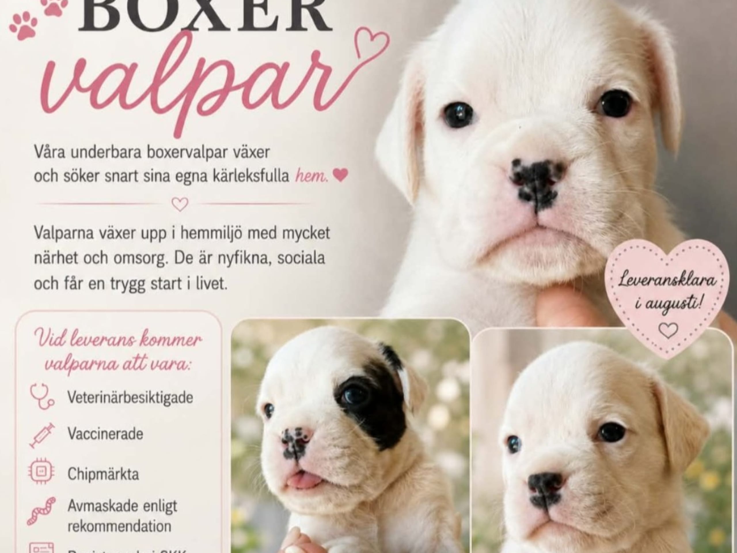 Boxer