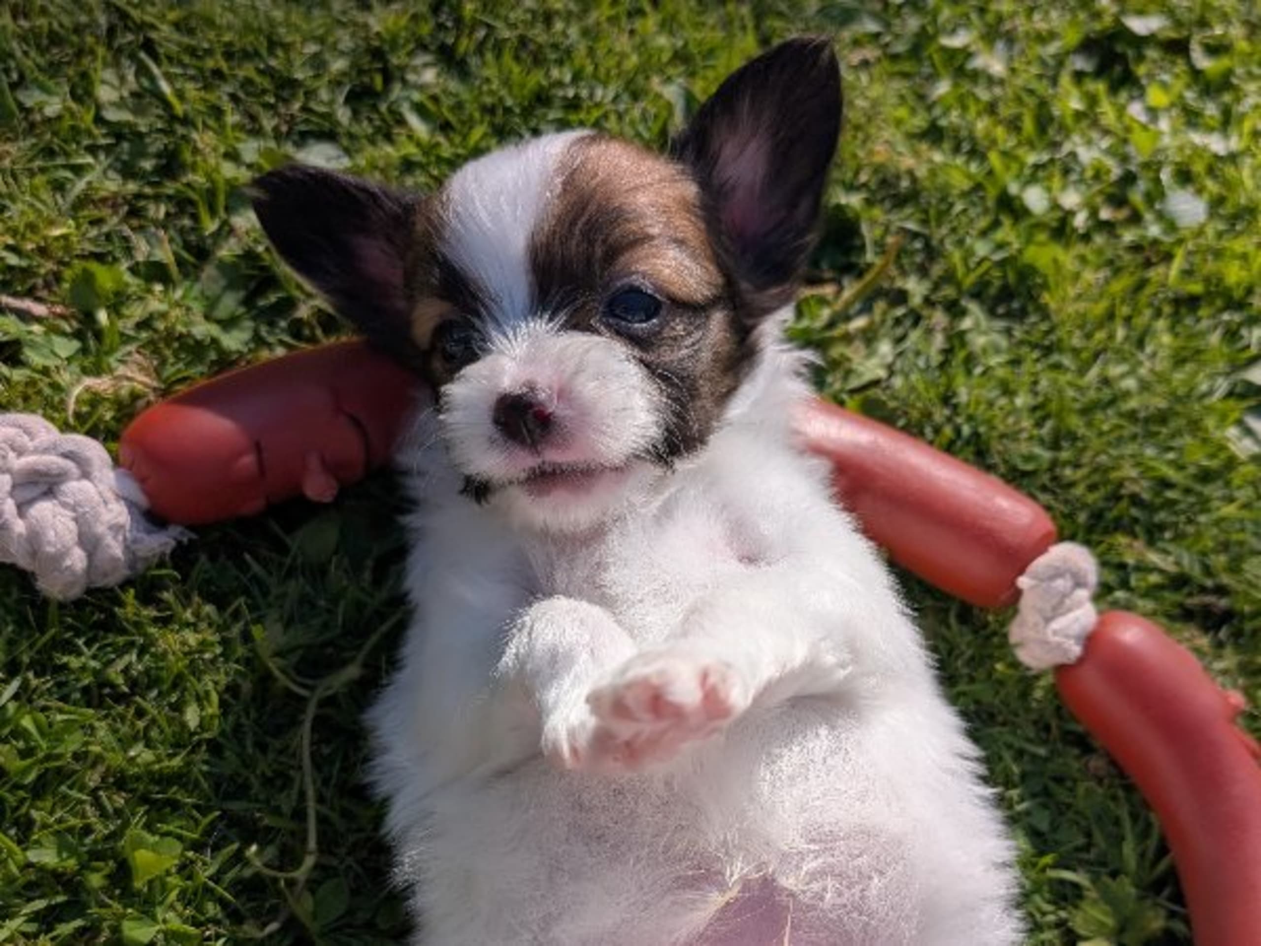 Papillon · Brastad · Bohusklippans