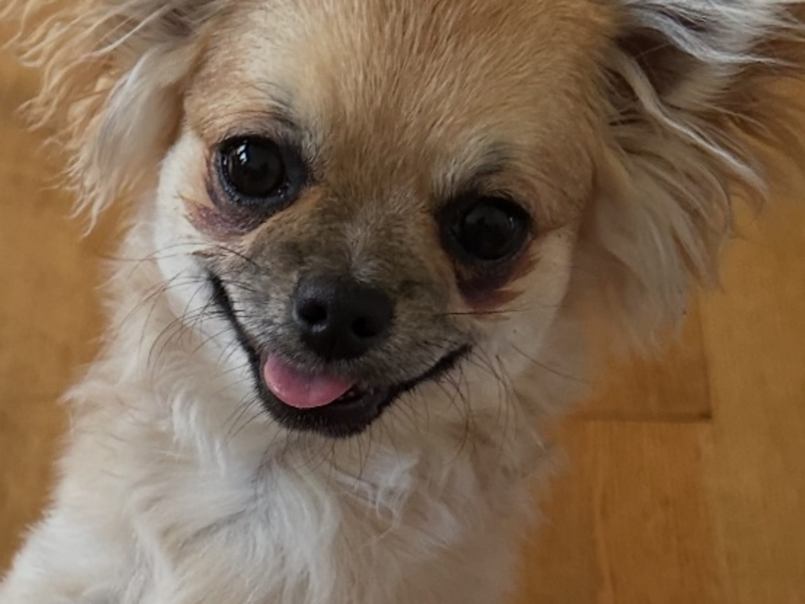 Chihuahua · Landeryd · Mini chipette