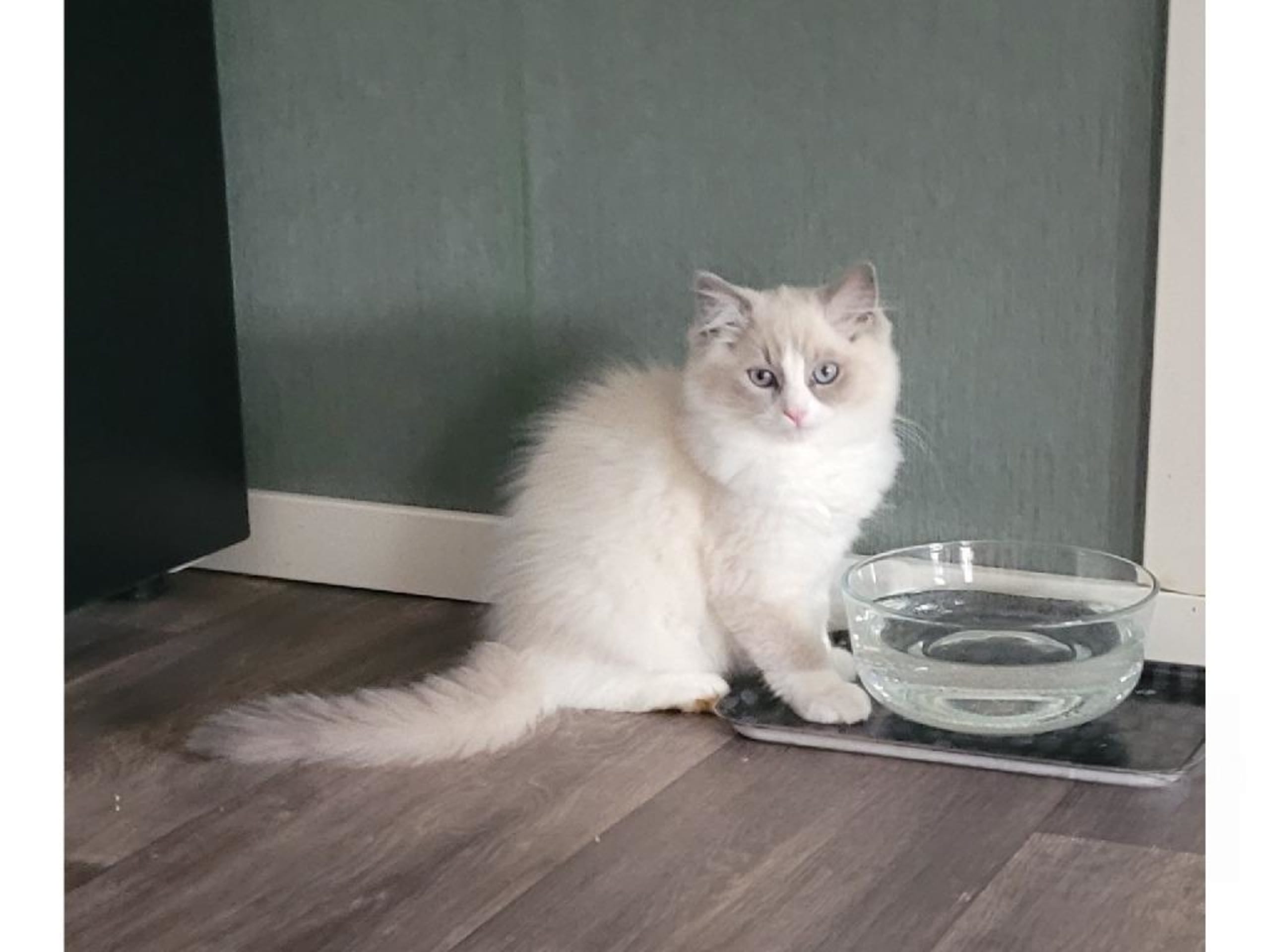 Ragdoll · Fritsla · SE*Maverick's