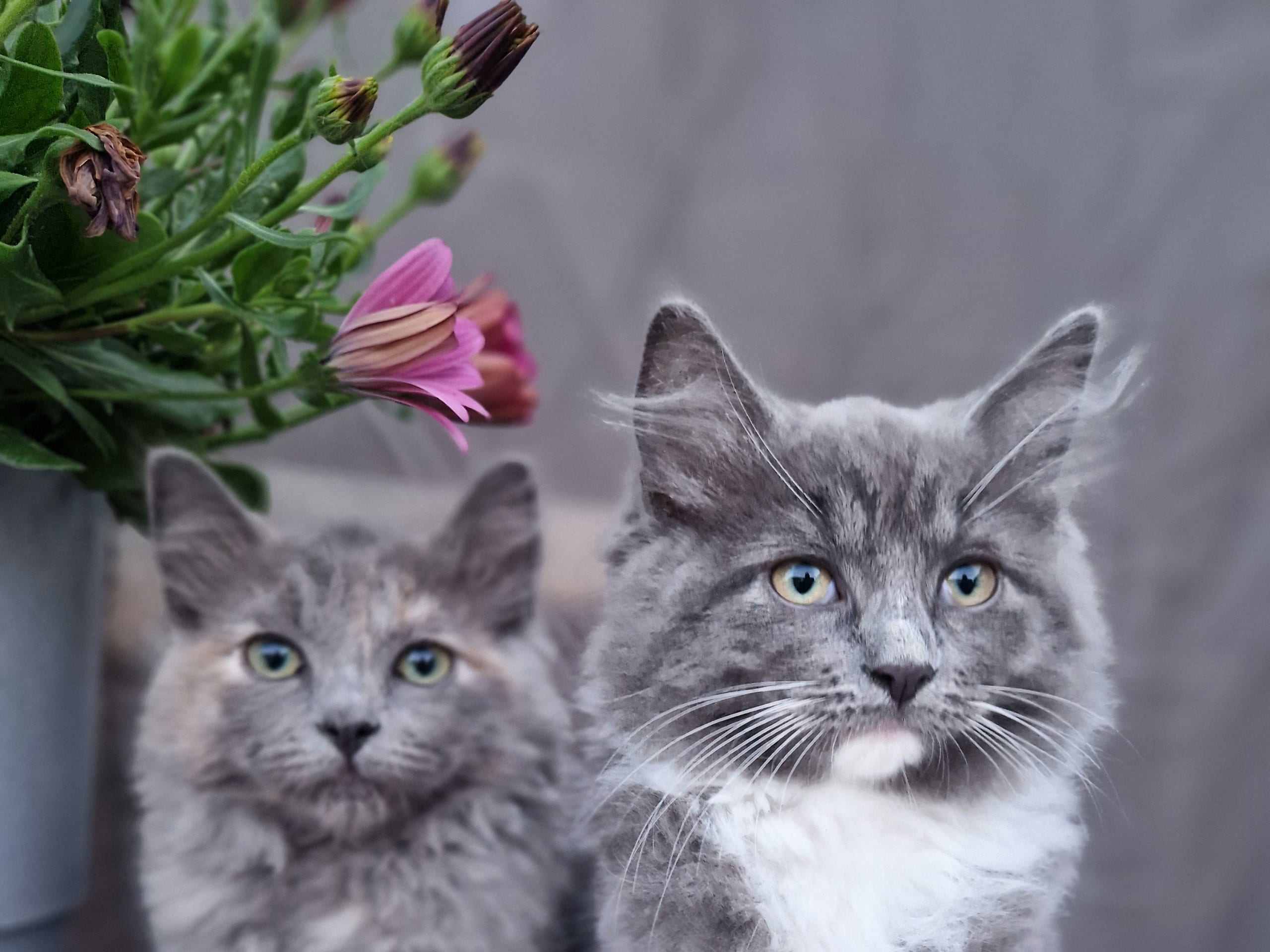 Blandras · Umeå · Annas katter
