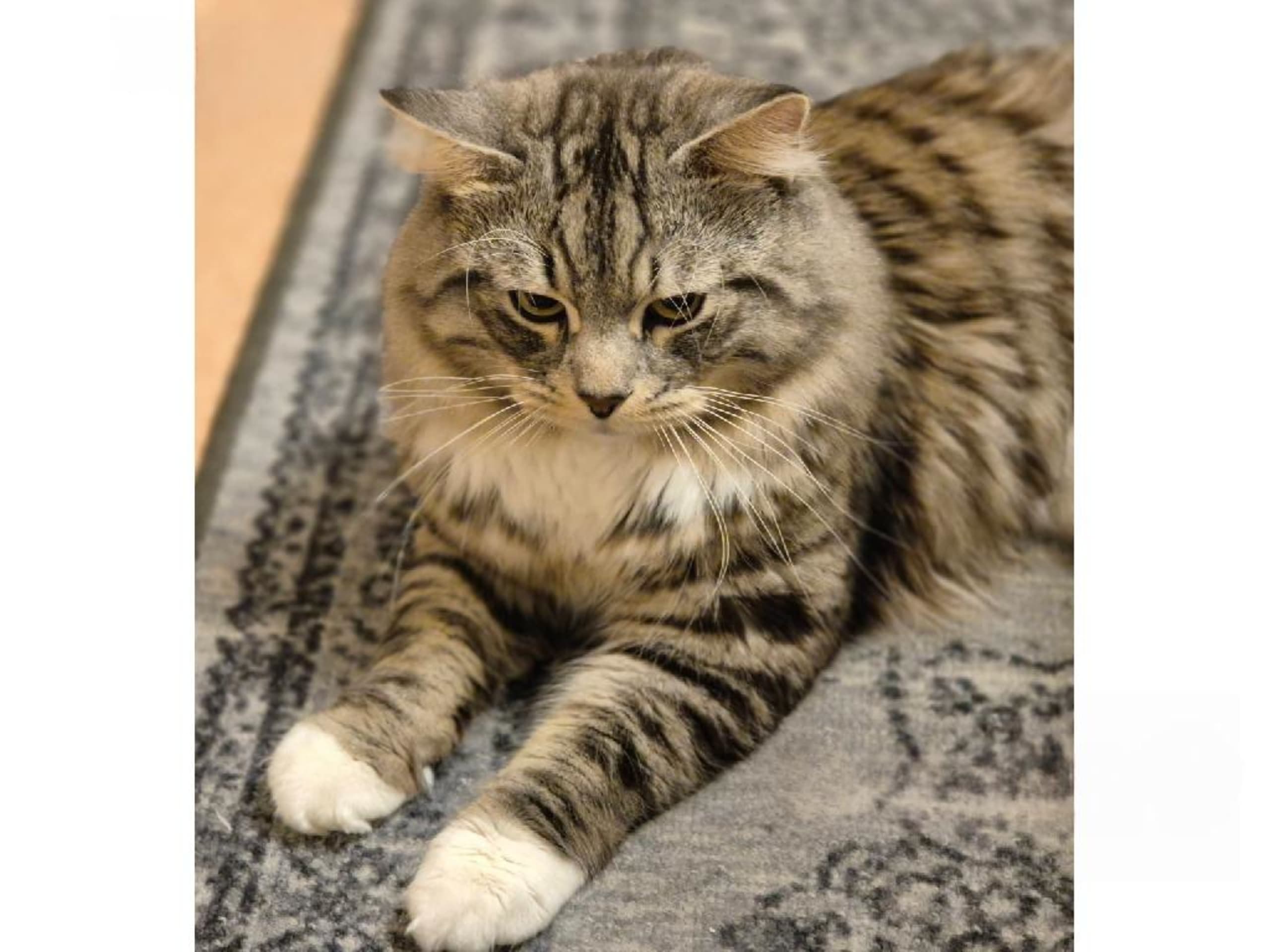 Sibirisk kat · Köpingsvik · S*Silkedals