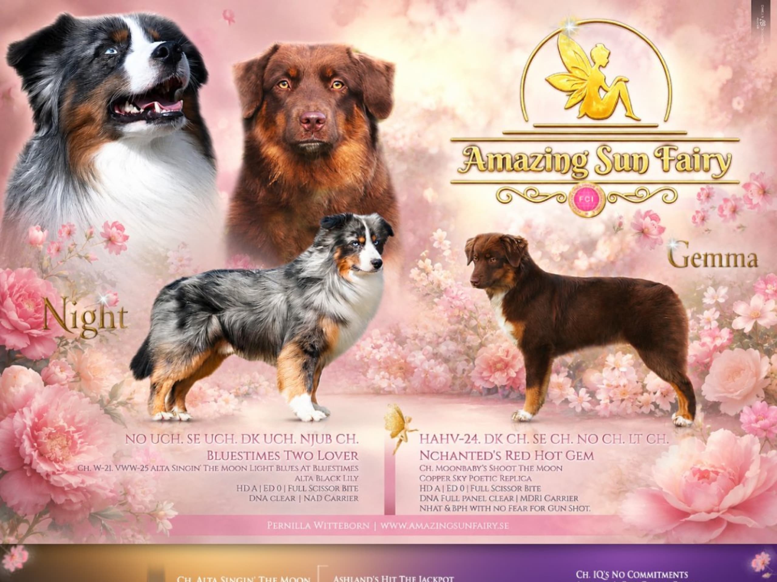 Miniature american shepherd · Hjo · Amazing Sun Fairy