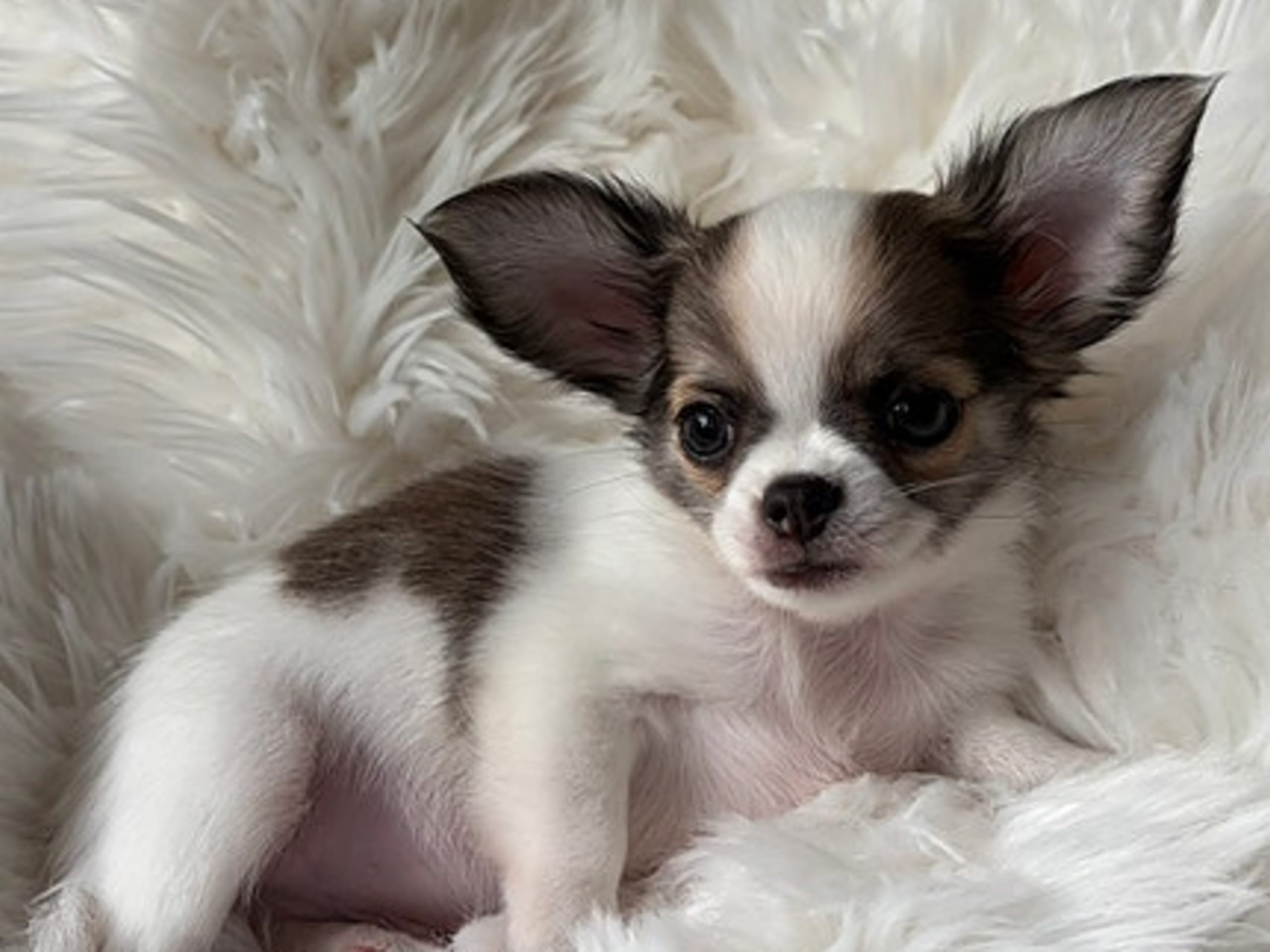 Chihuahua · Jonsvatnet · Sissel Bergdal