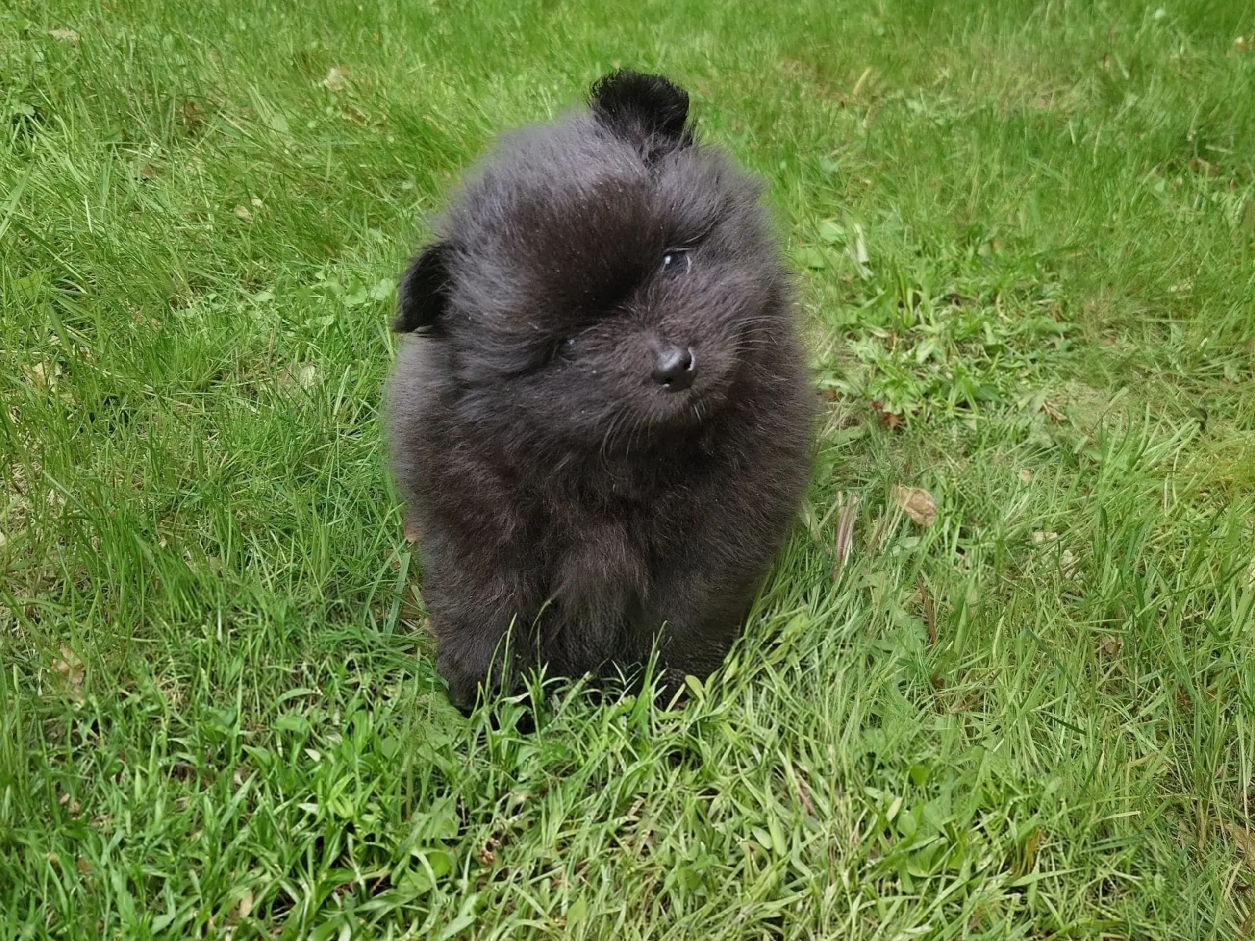 German Spitz – Kleinspitz · Bergen · Kathrine Karlson