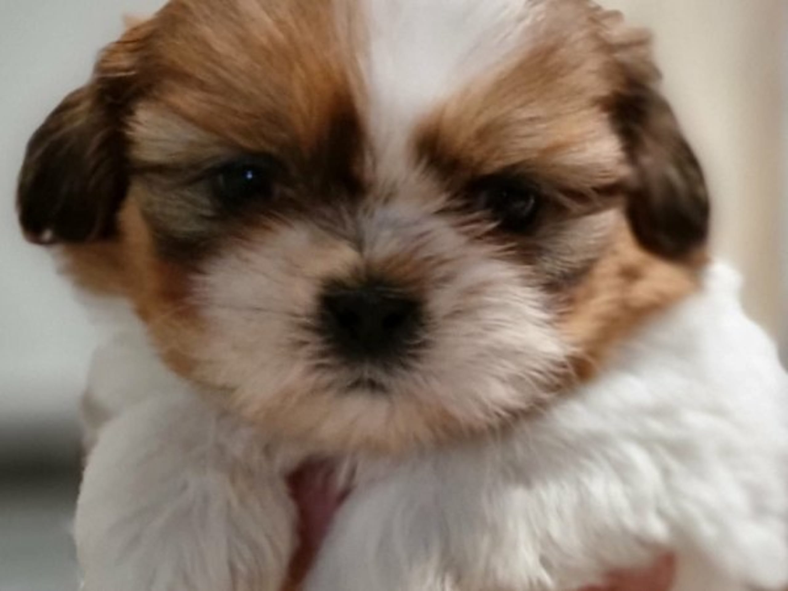 Shih tzu · Stillingsön · Shou-Lao's