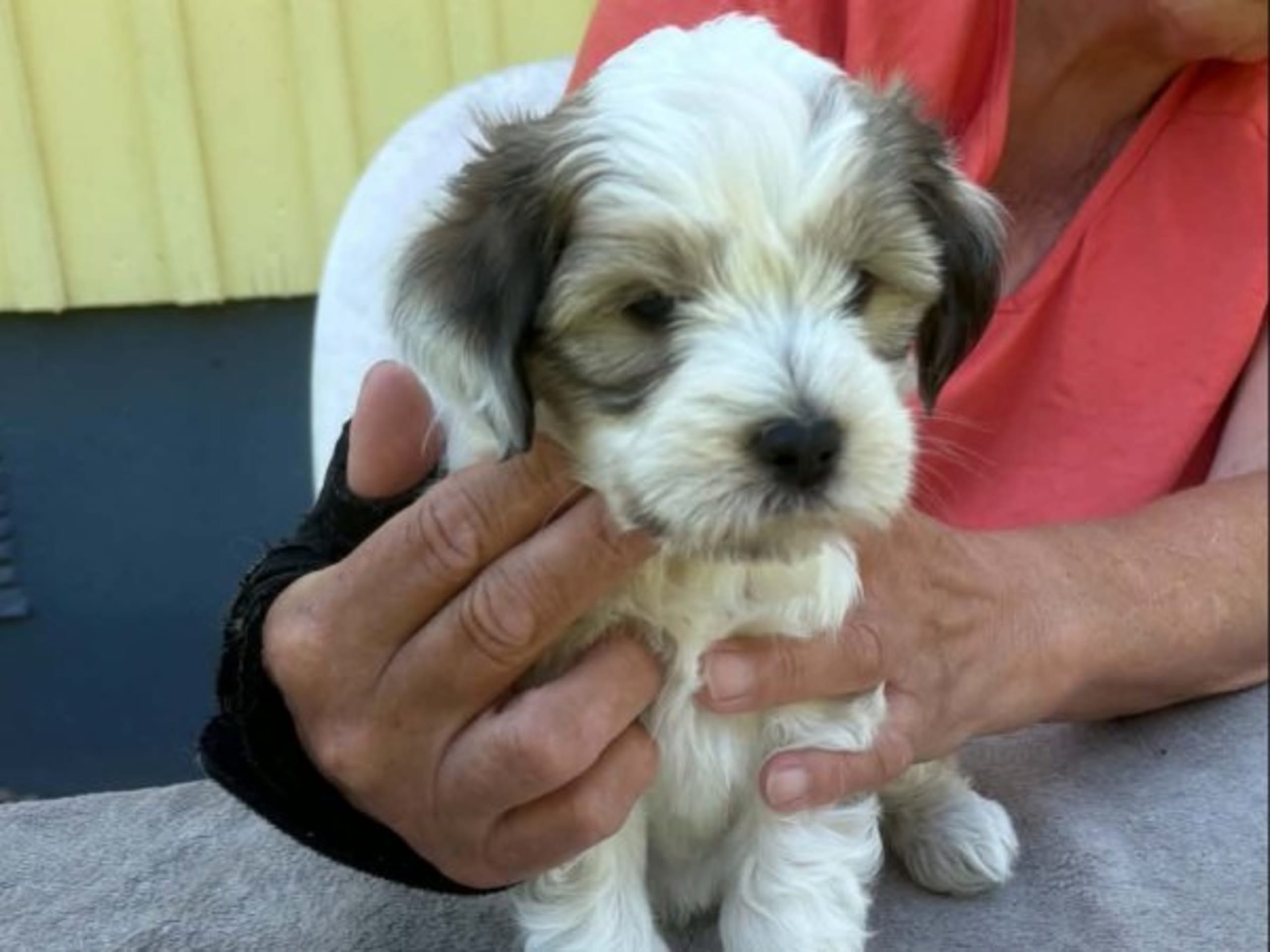 Tibetansk terrier · Ydre · Zelandonis