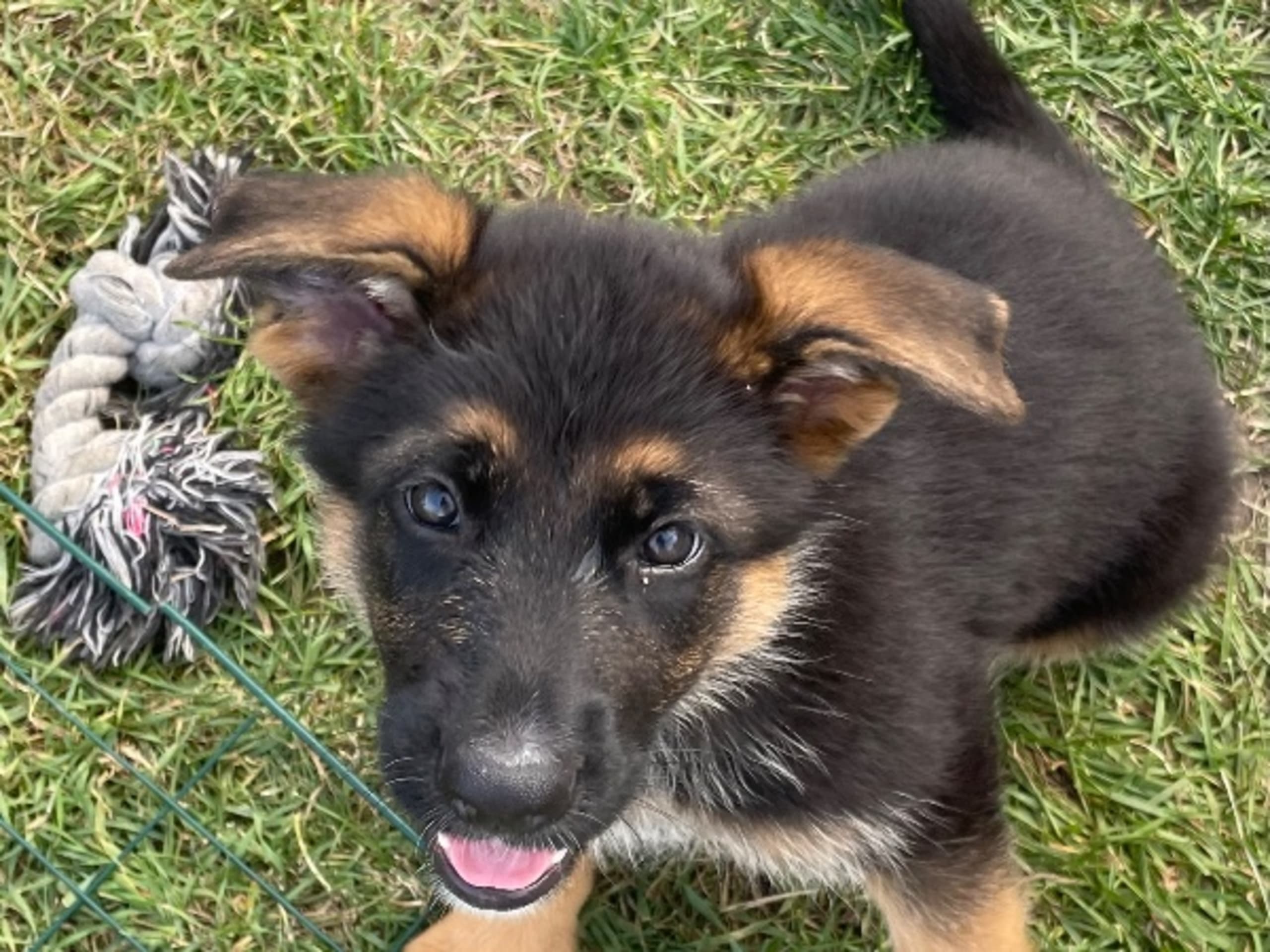 Schæferhund · Marieholm · Birgdahls