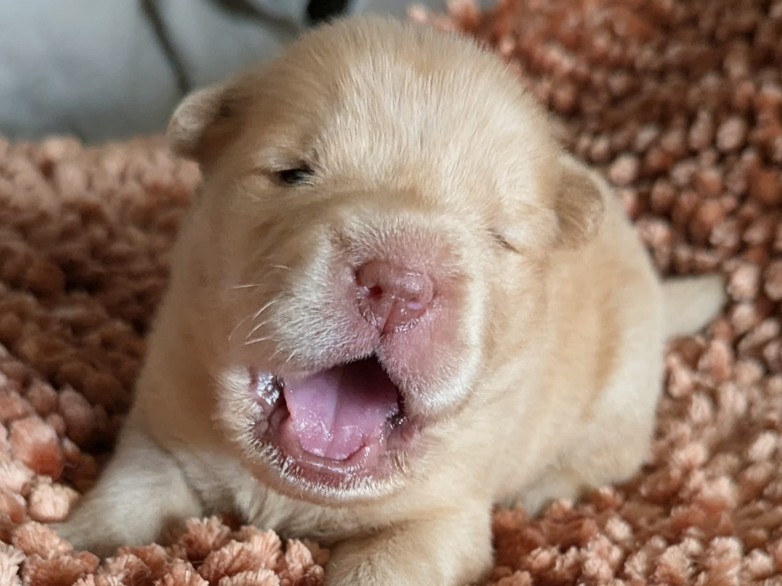 Shar Pei · Sölvesborg · Victoria J.