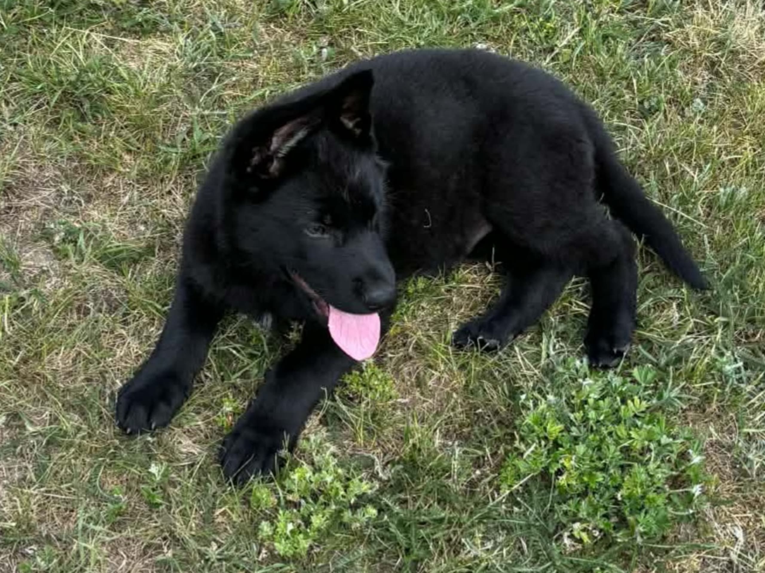 Schäferhund · Listerby · Kennel Snibor Anzi