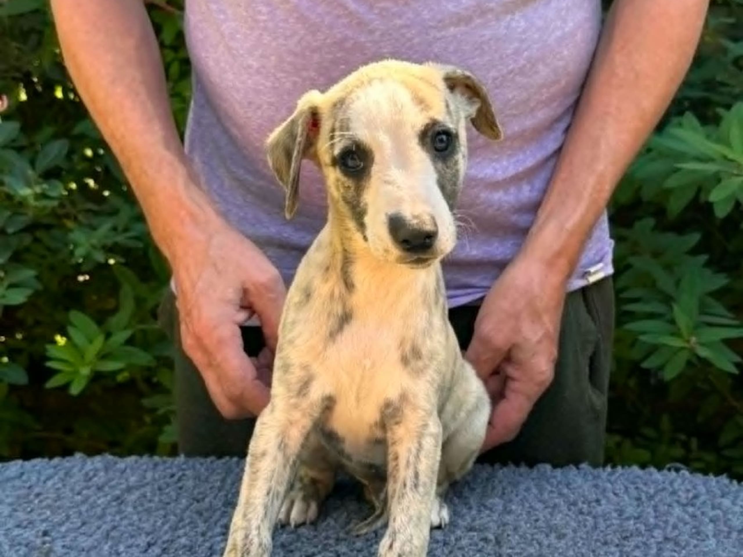 Whippet · Grödinge · Lawtons