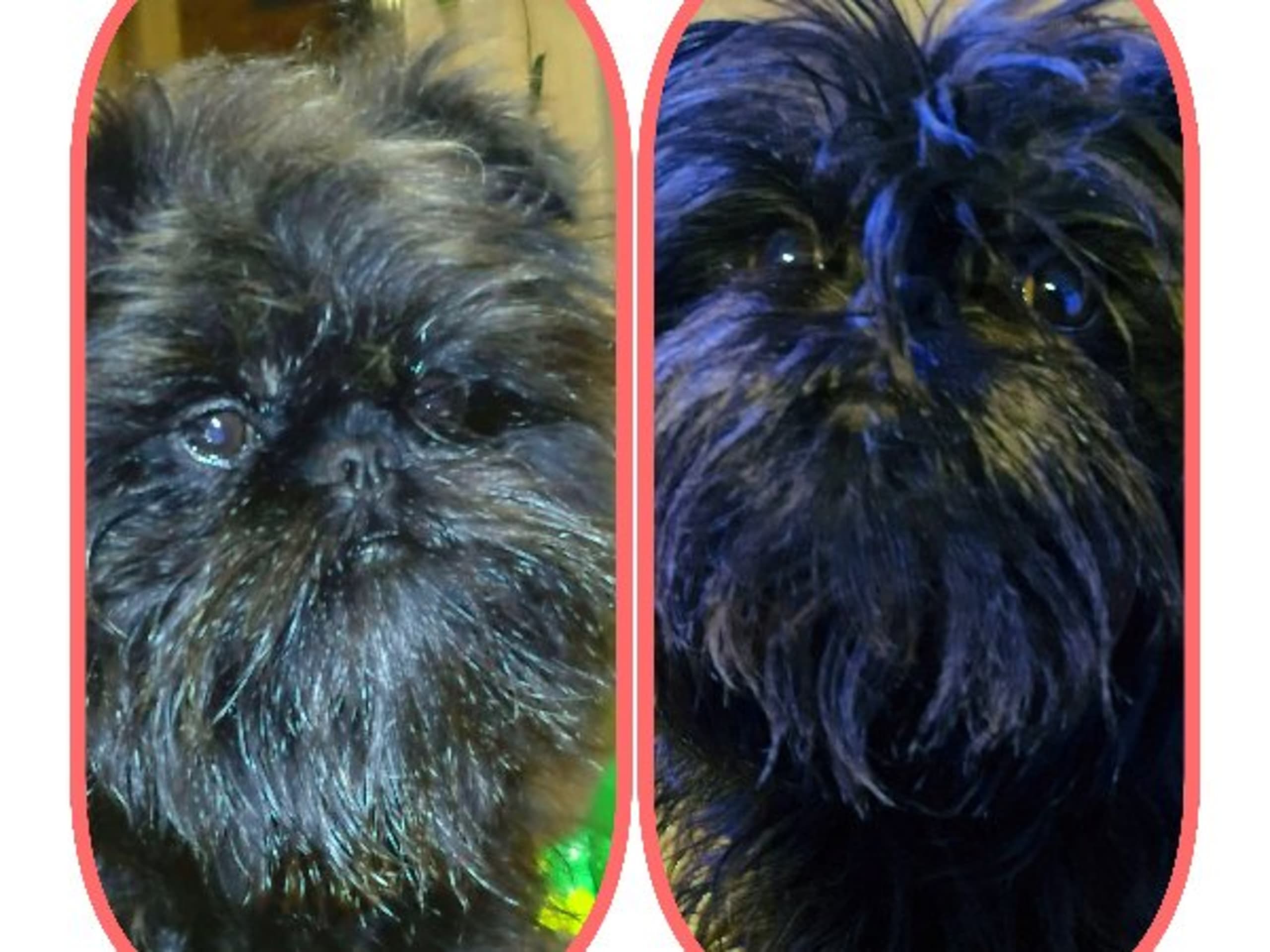 Affenpinscher · Säter · Sweolans