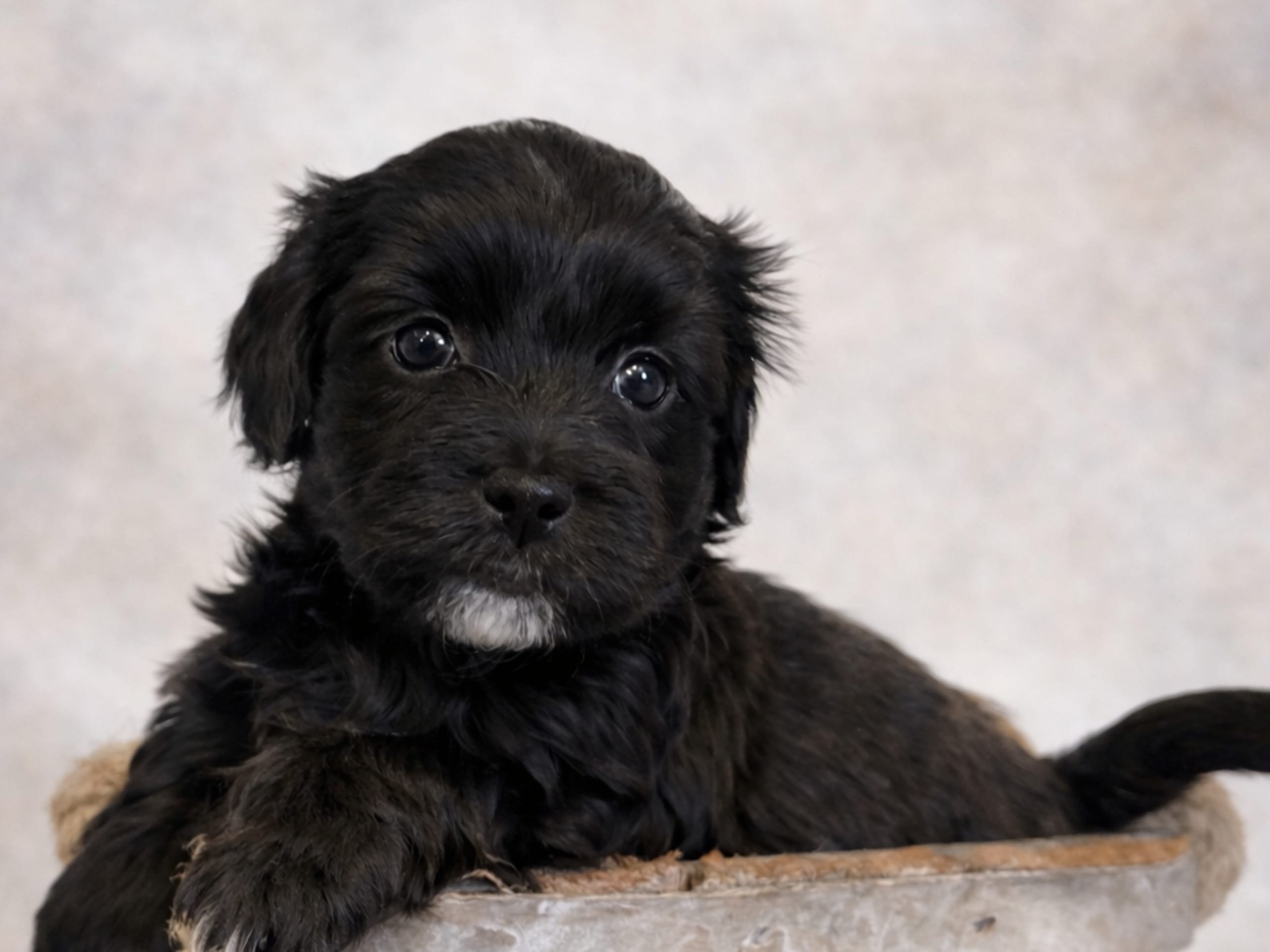 Havapoo · Väring · Vaktmästarboställets kennel