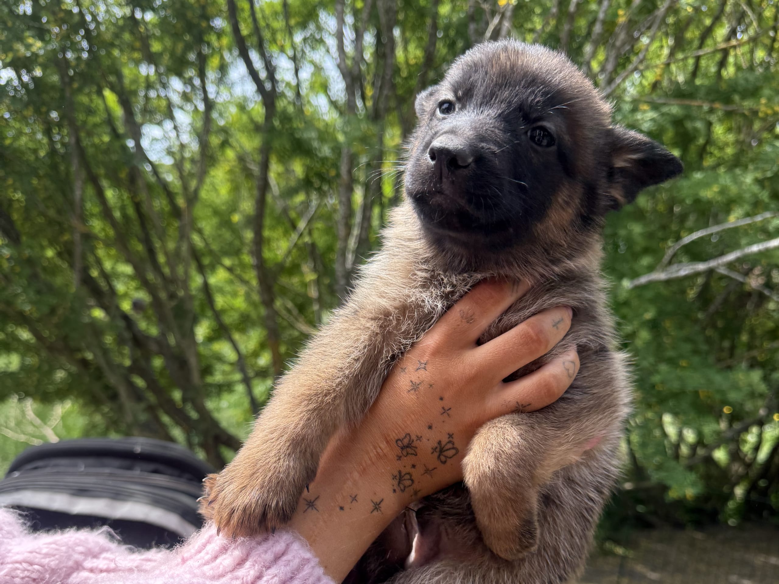 Belgisk hyrdehund – malinois · Adelsö · Elina T.