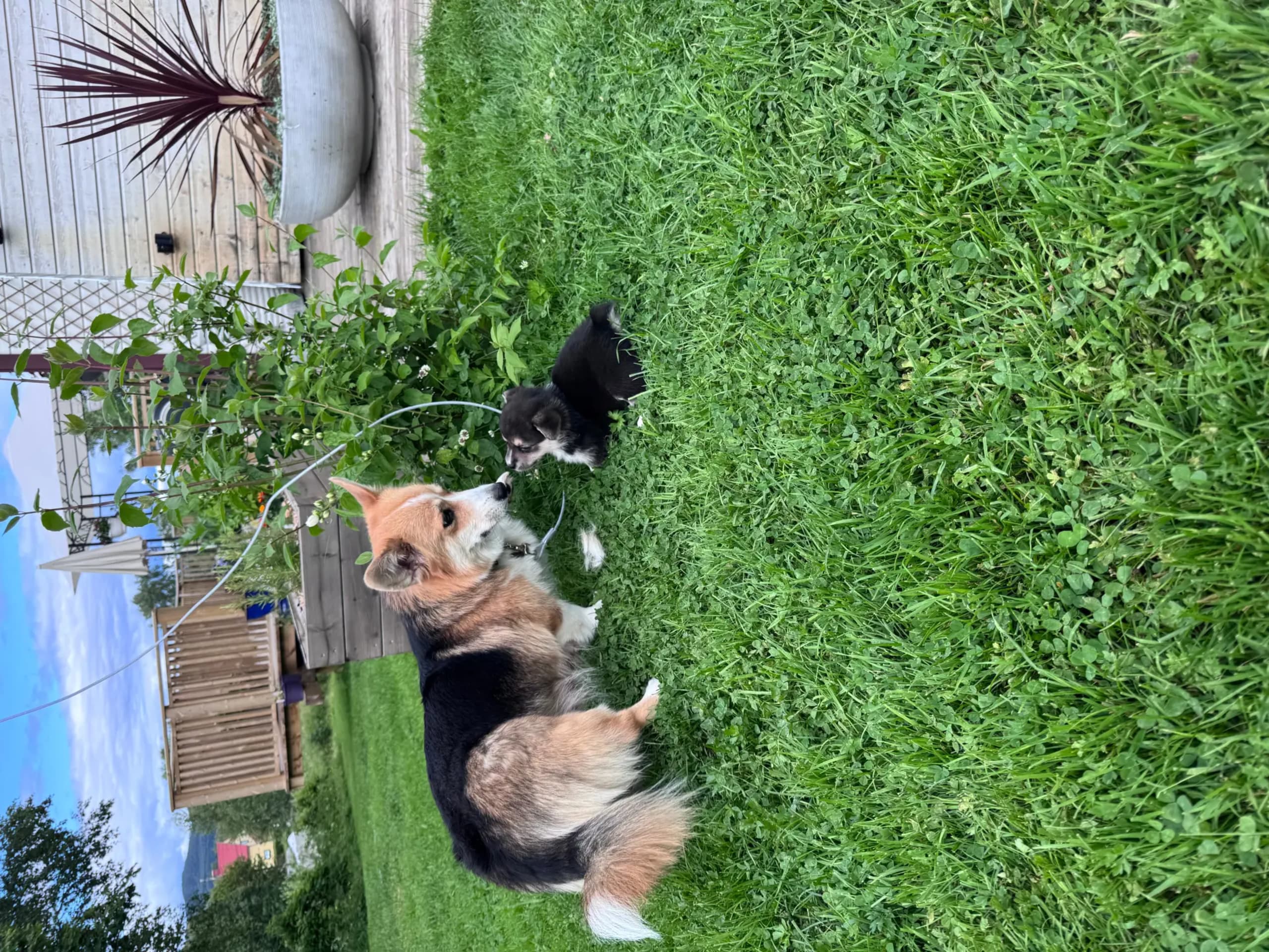 Welsh corgi pembroke · Ballangen · Stokkenes