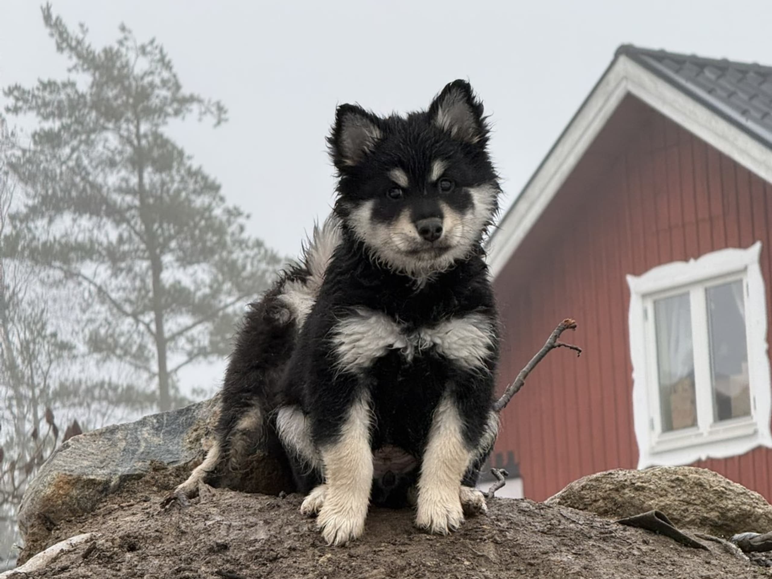 Finsk lapphund