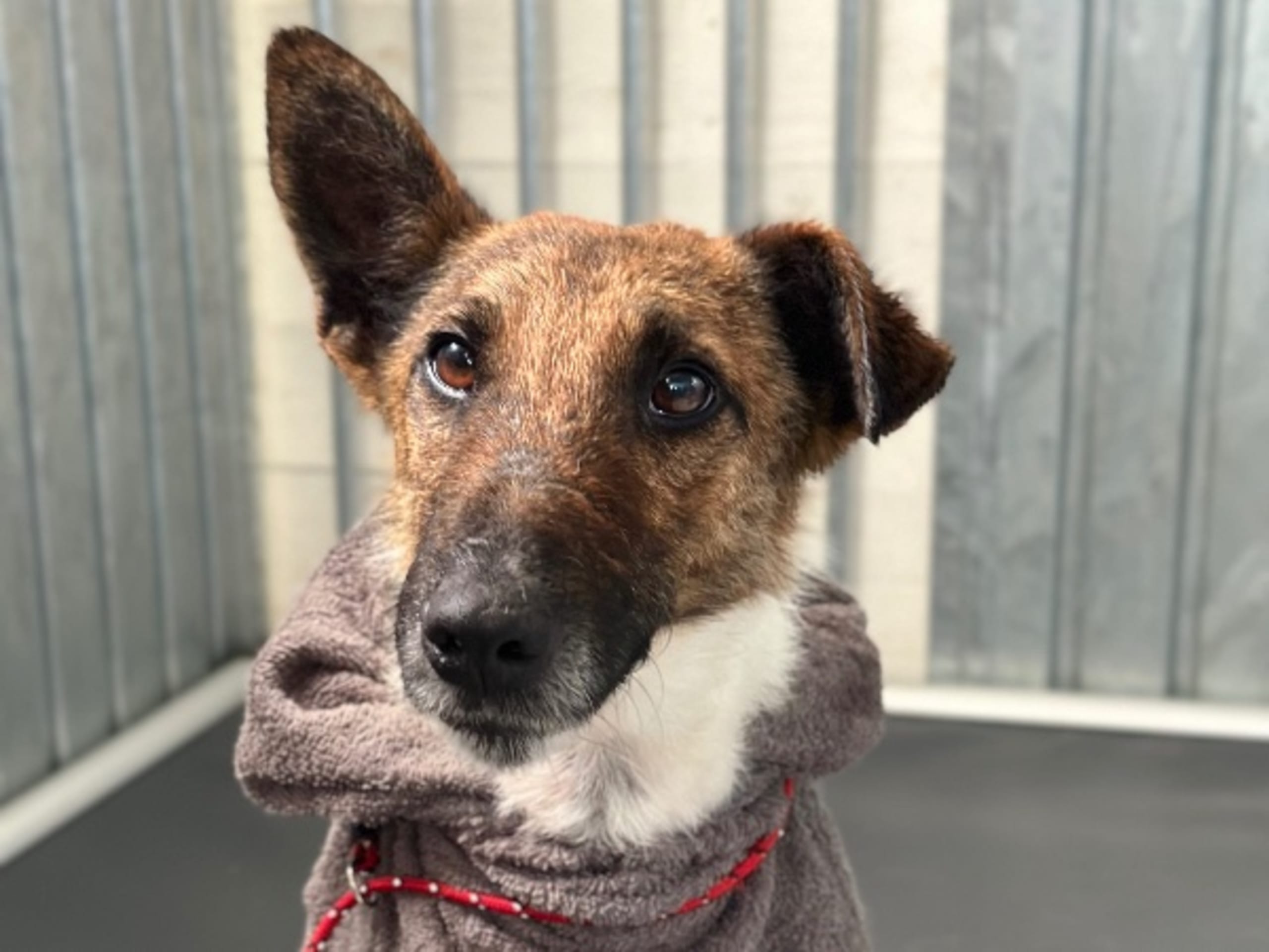 Glatfoxterrier · Lammhult · Ai Limes