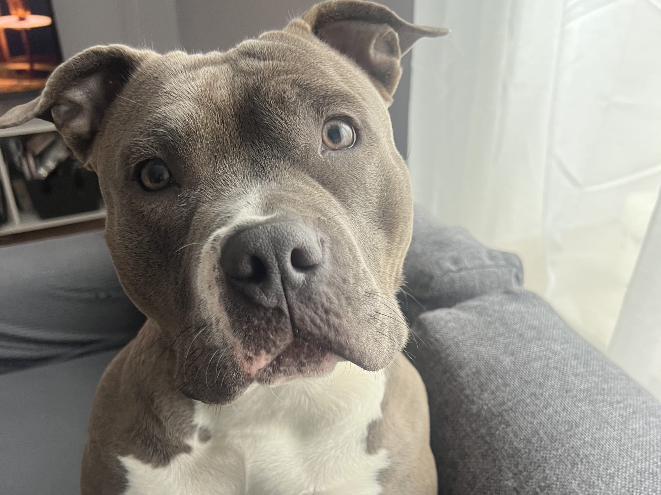 American Bully · København · Joan J.