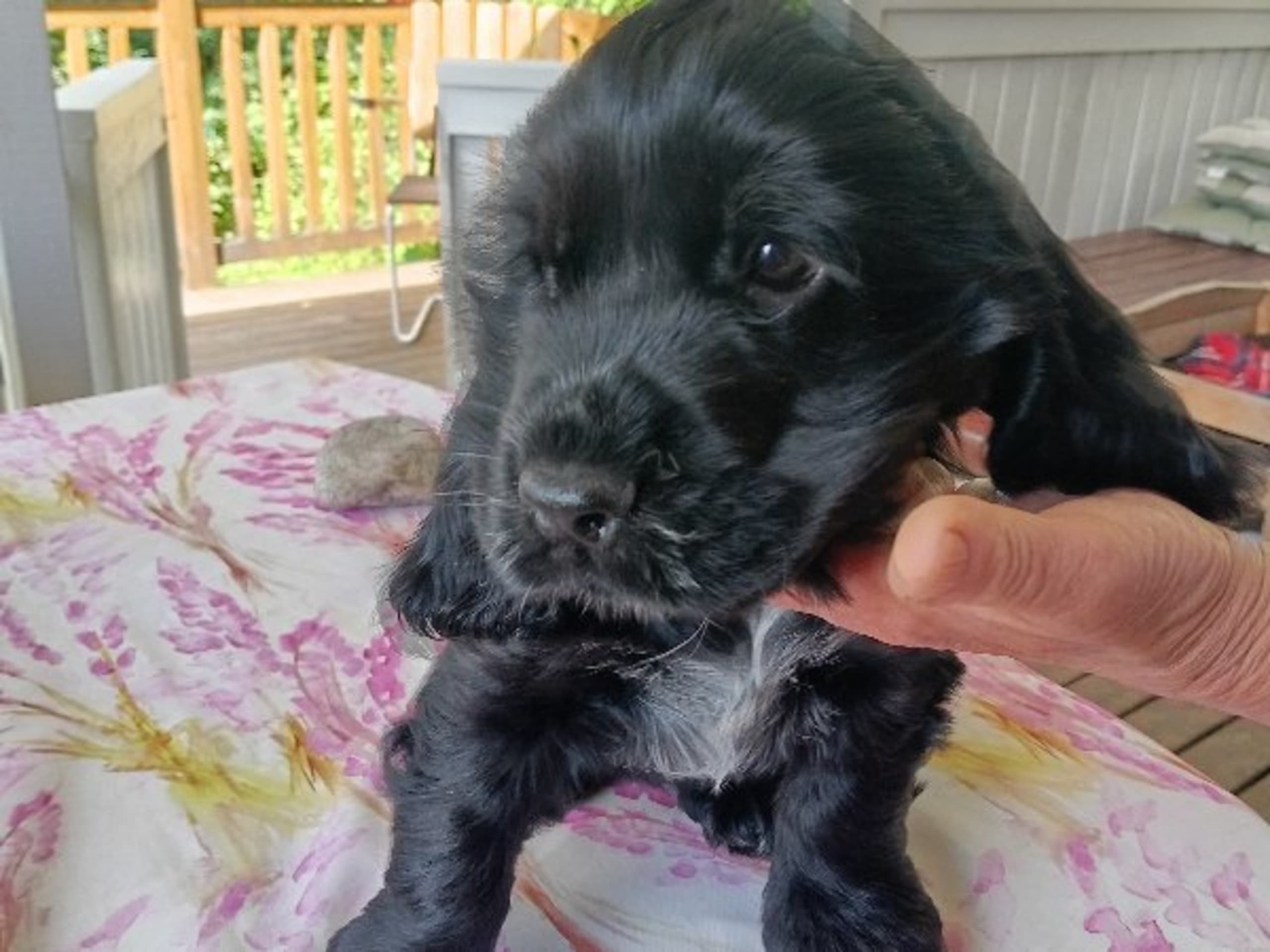 Cocker spaniel · Nyköping · Kvigdalens