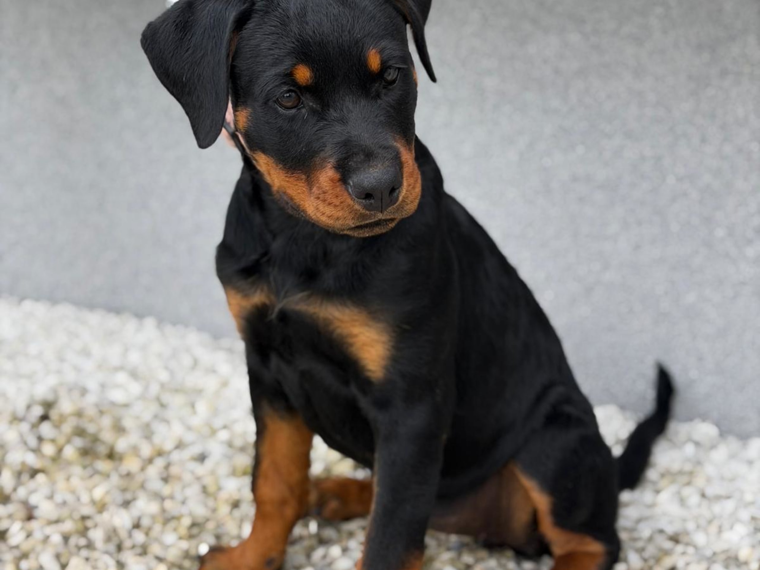 Rottweiler · Lödöse · Kennel Lexander's